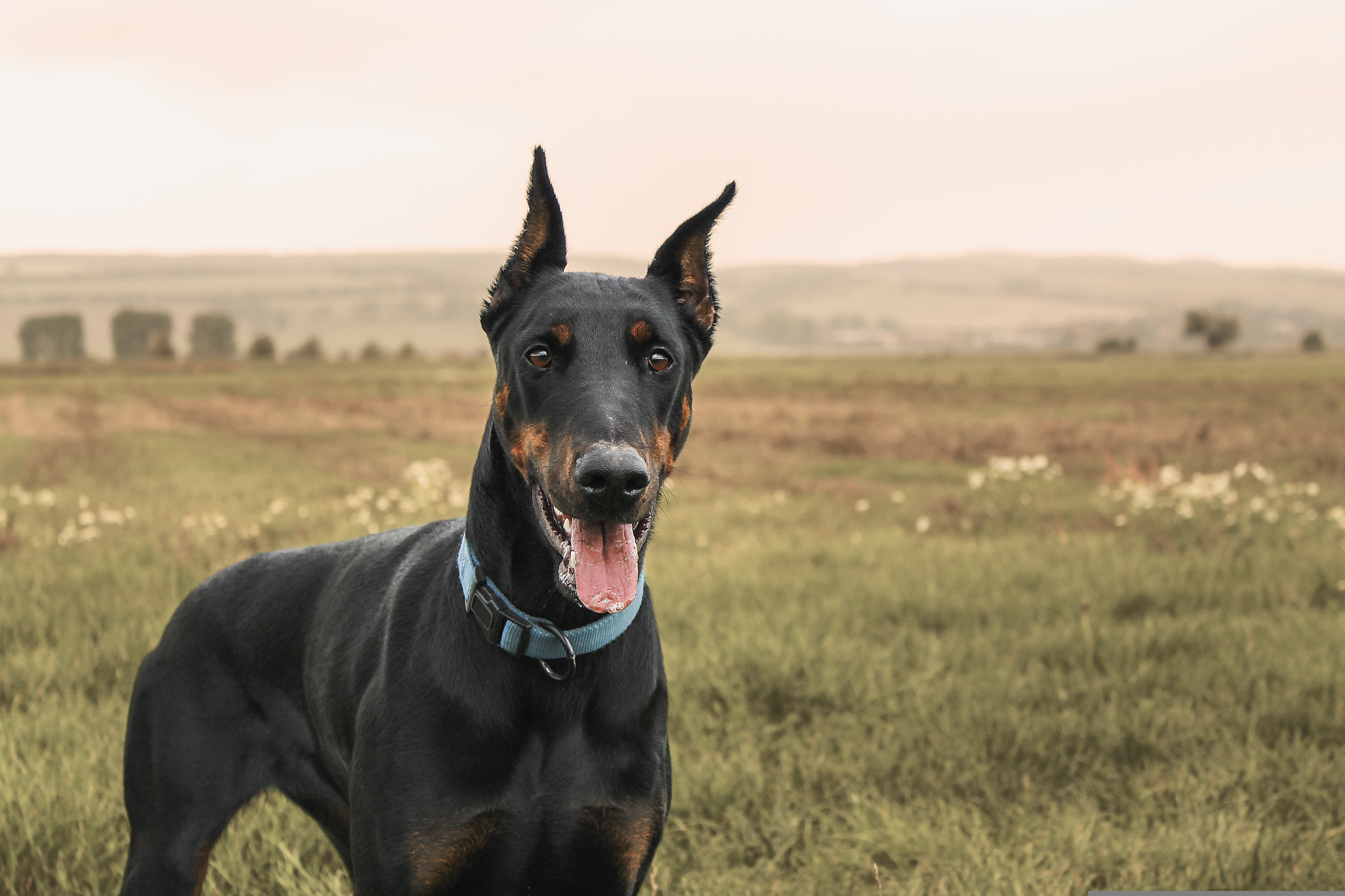 Alert Doberman Pinscher standing in a green field with ears erect