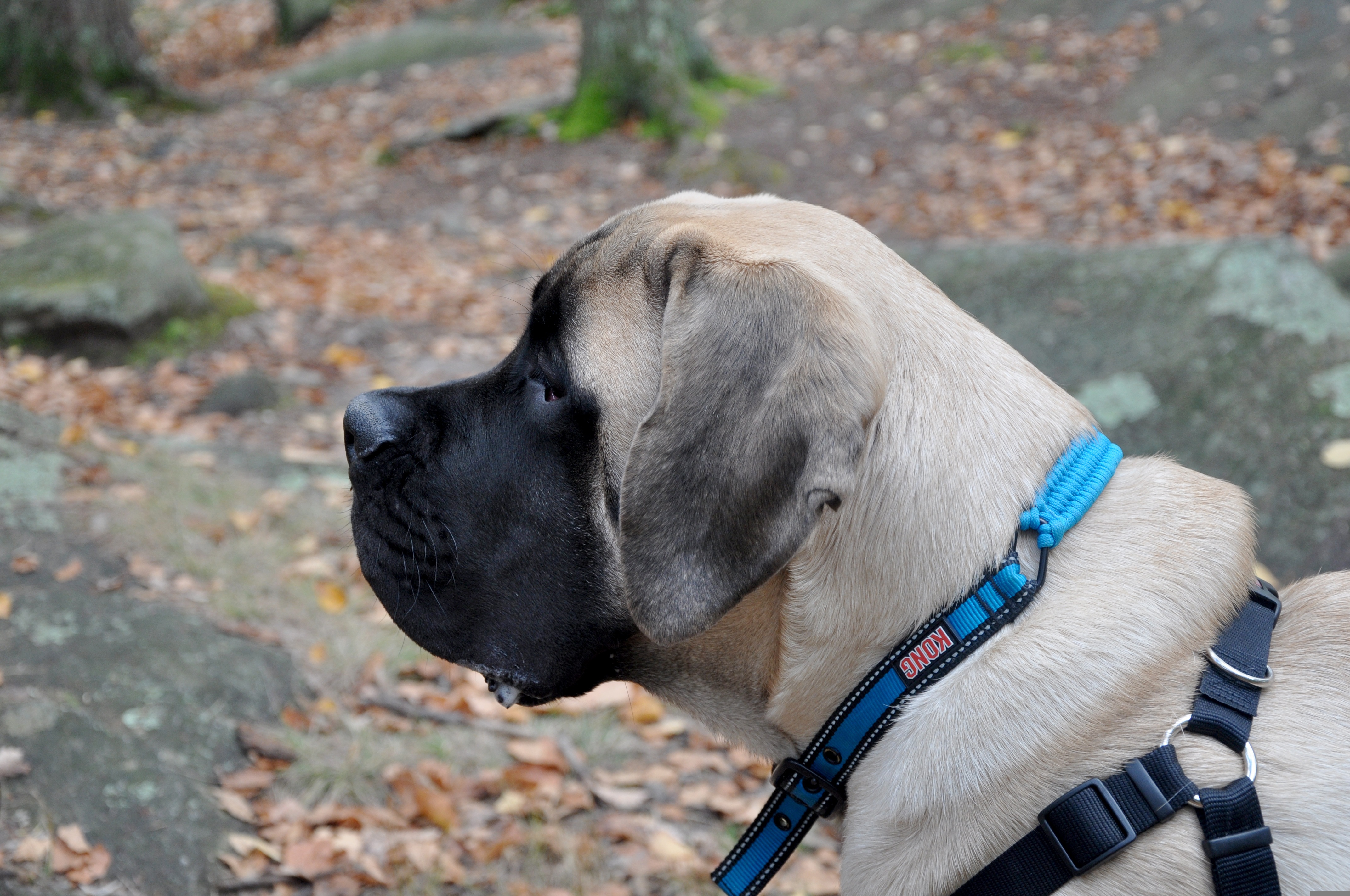 English Mastiff in profile showing noble head and powerful build in autumn setting