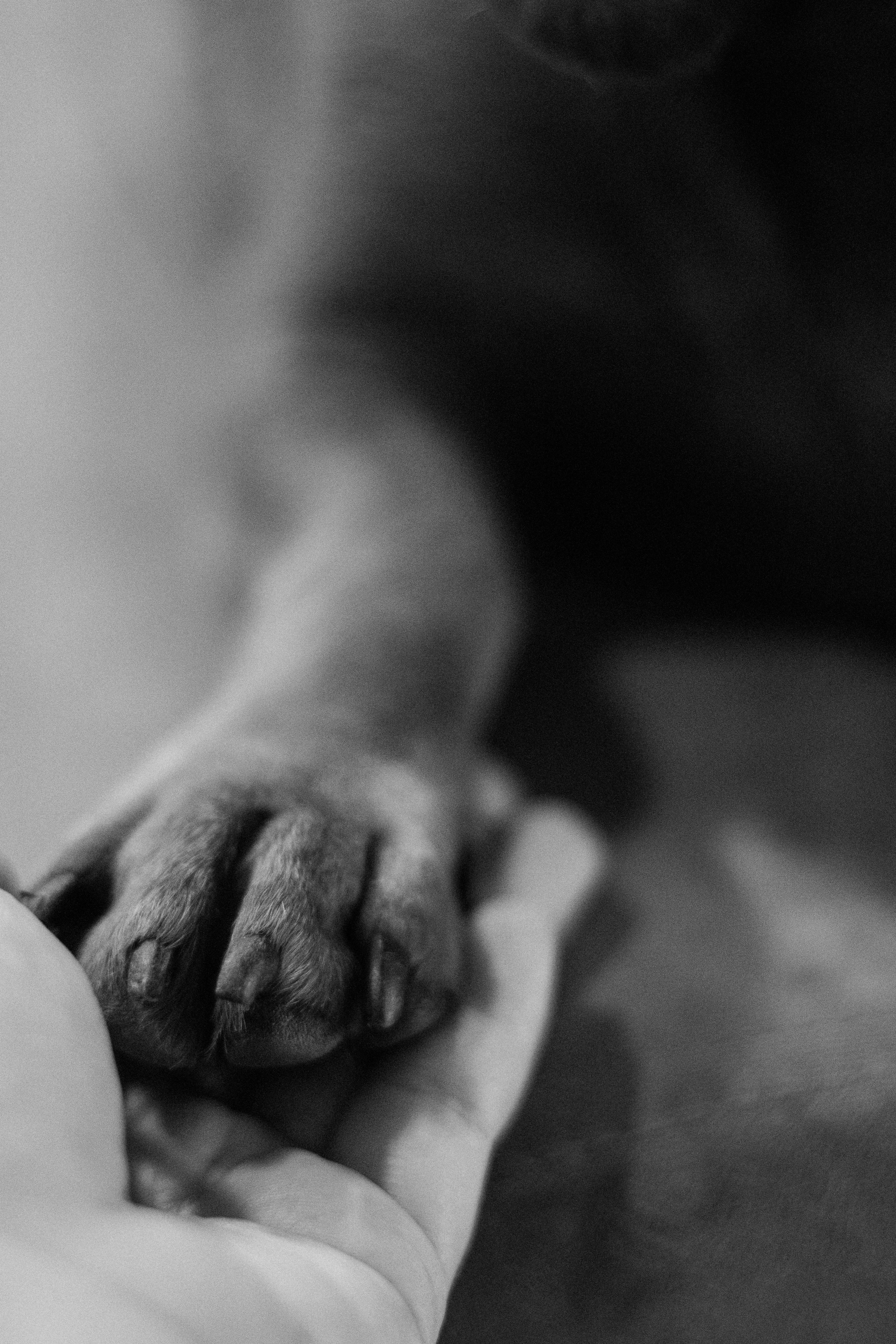 Dog paw on human hand — Best Family Dog Breeds