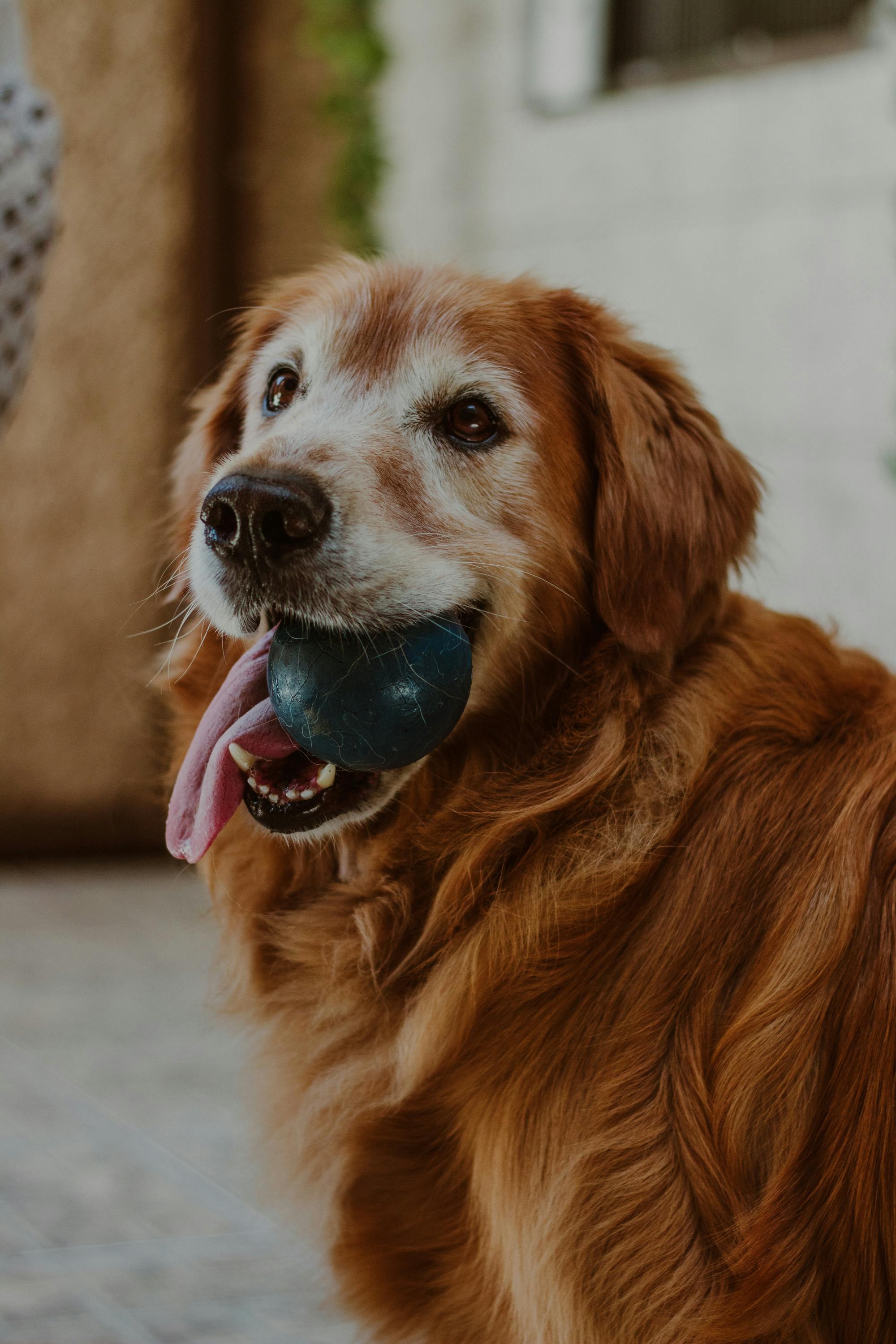 Happy senior Golden Retriever with a ball — Adapted Exercise Guide