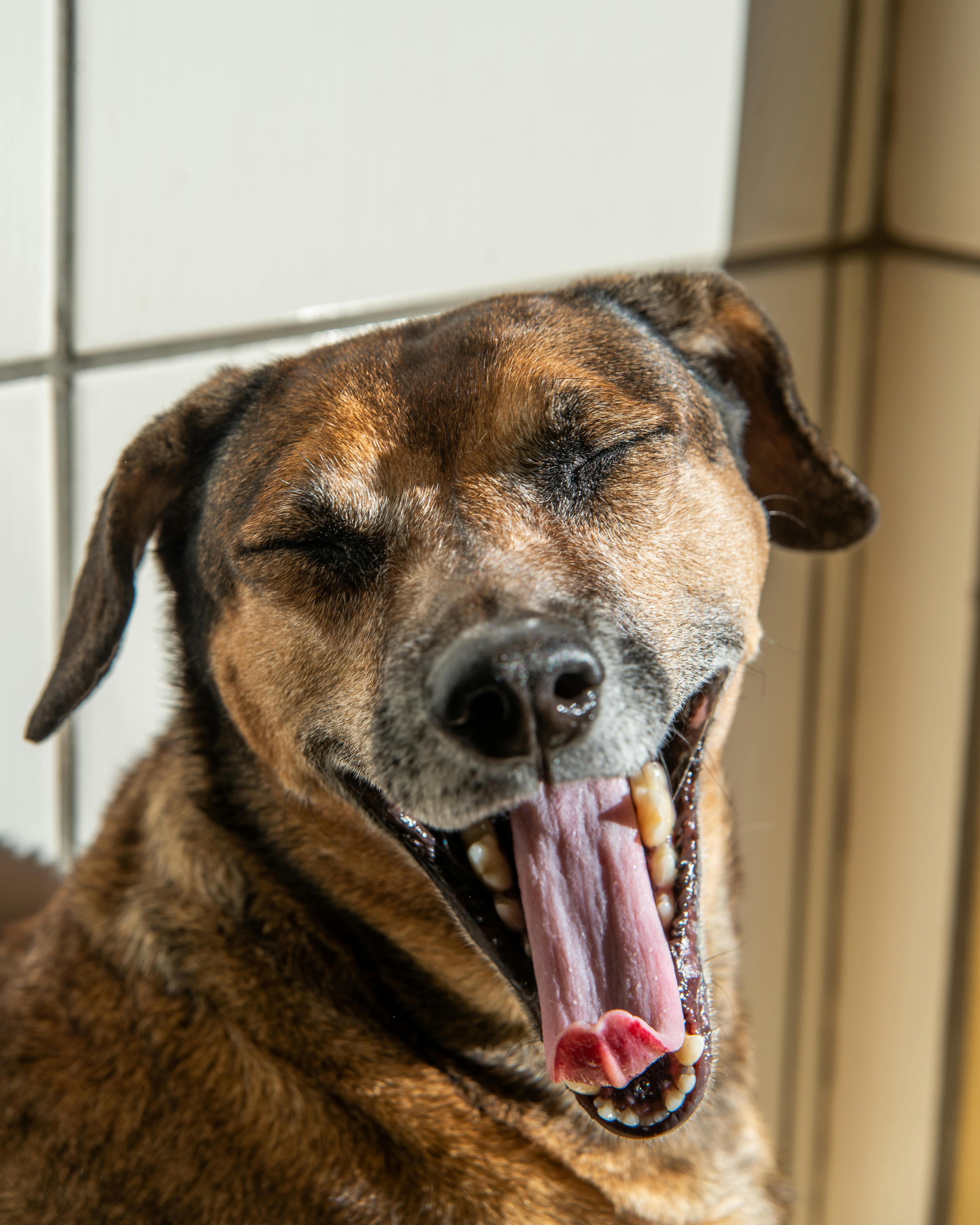 Senior dog yawning showing teeth — Dental Care