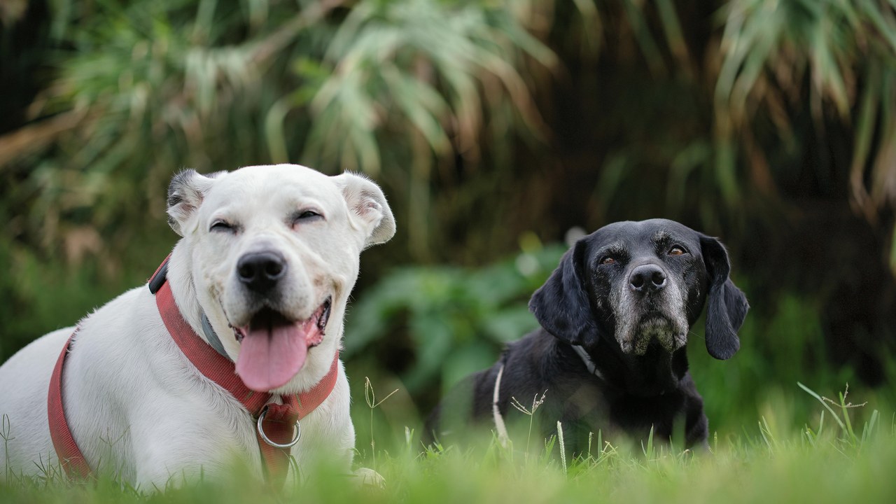 Hemp Oil for Senior Dogs