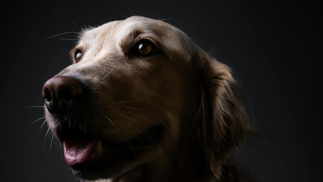 Senior dog portrait — Honoring Their Legacy