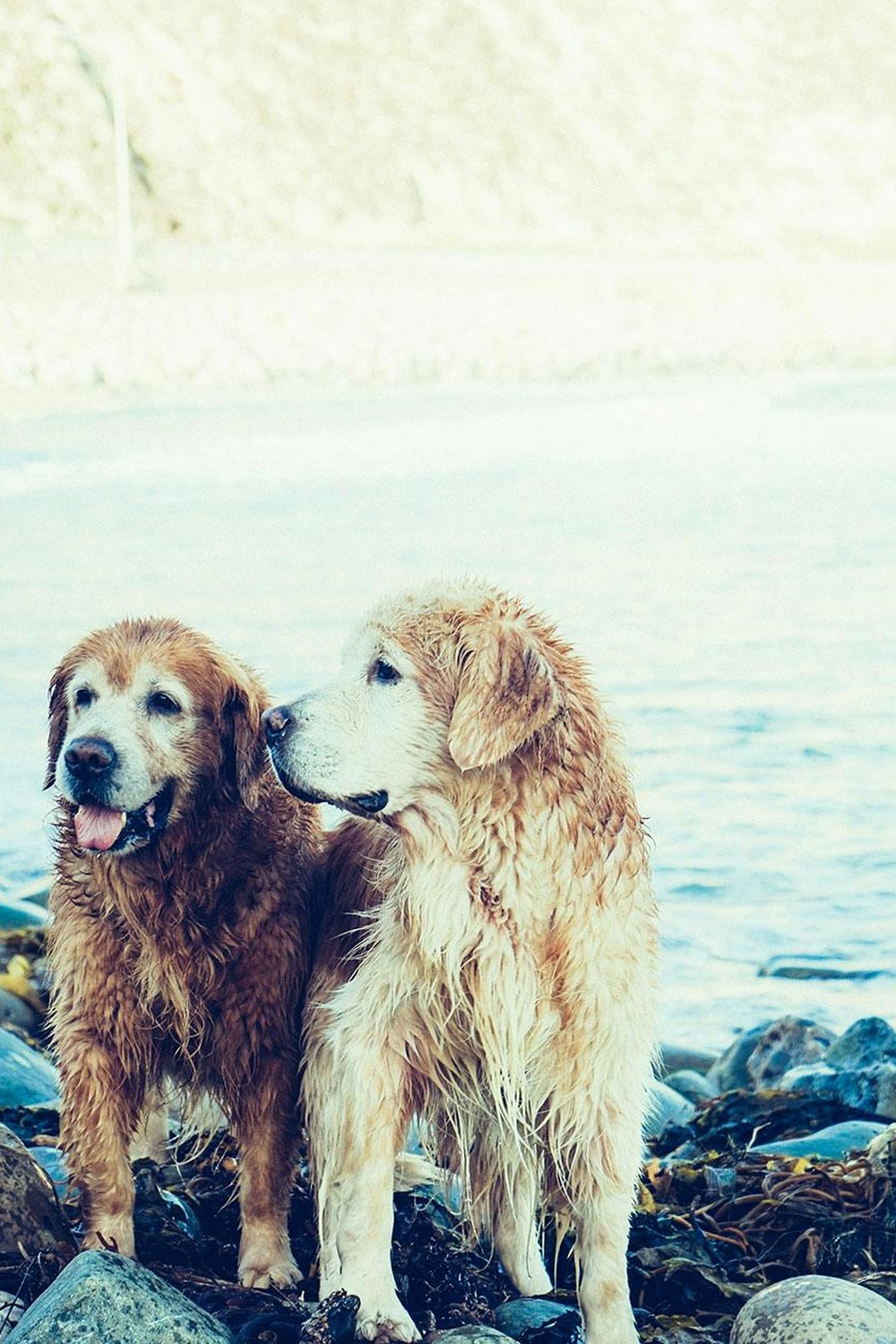 Two happy senior Golden Retrievers at the beach — Joyfull Probiotic review