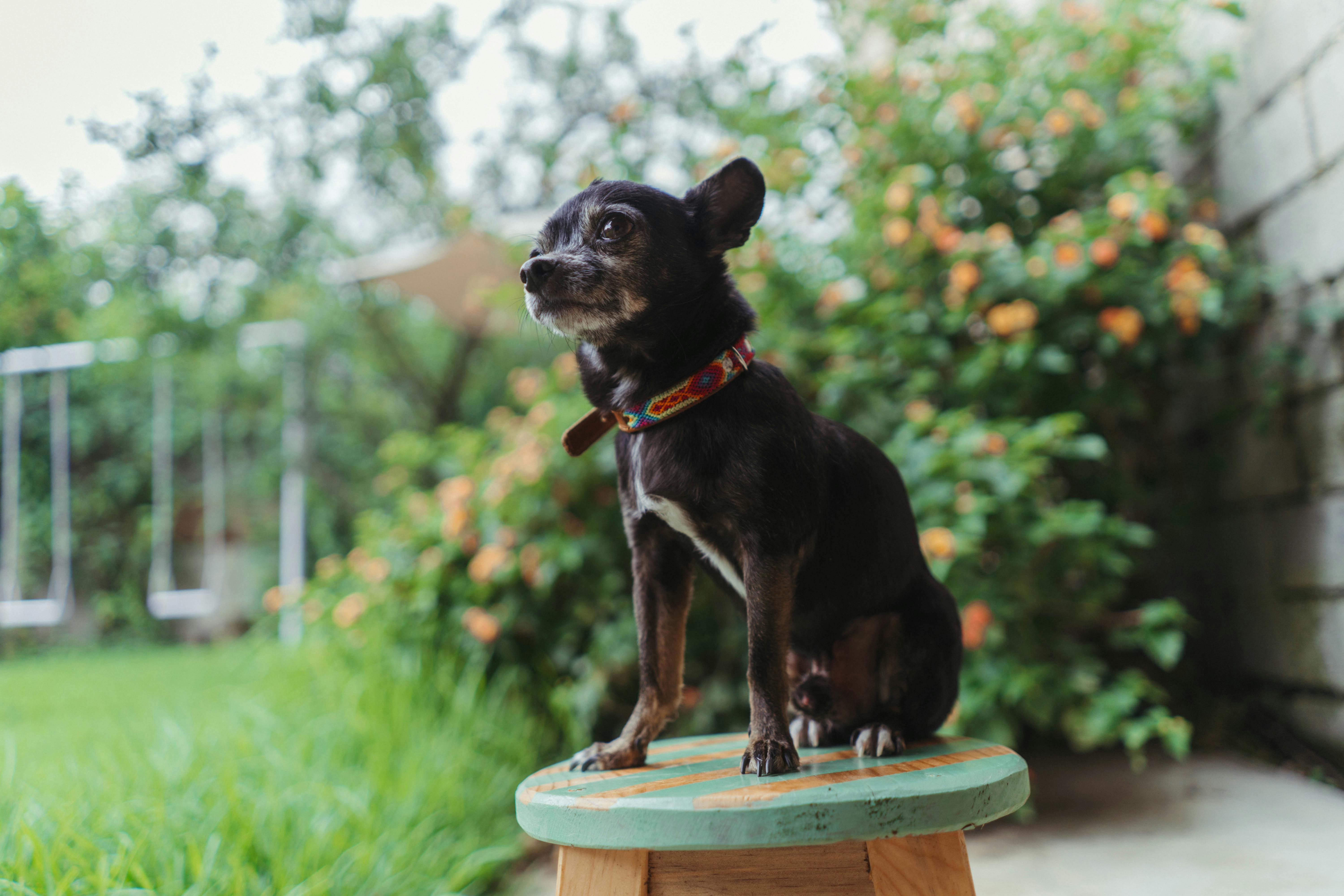Senior Chihuahua standing — non-slip dog socks guide