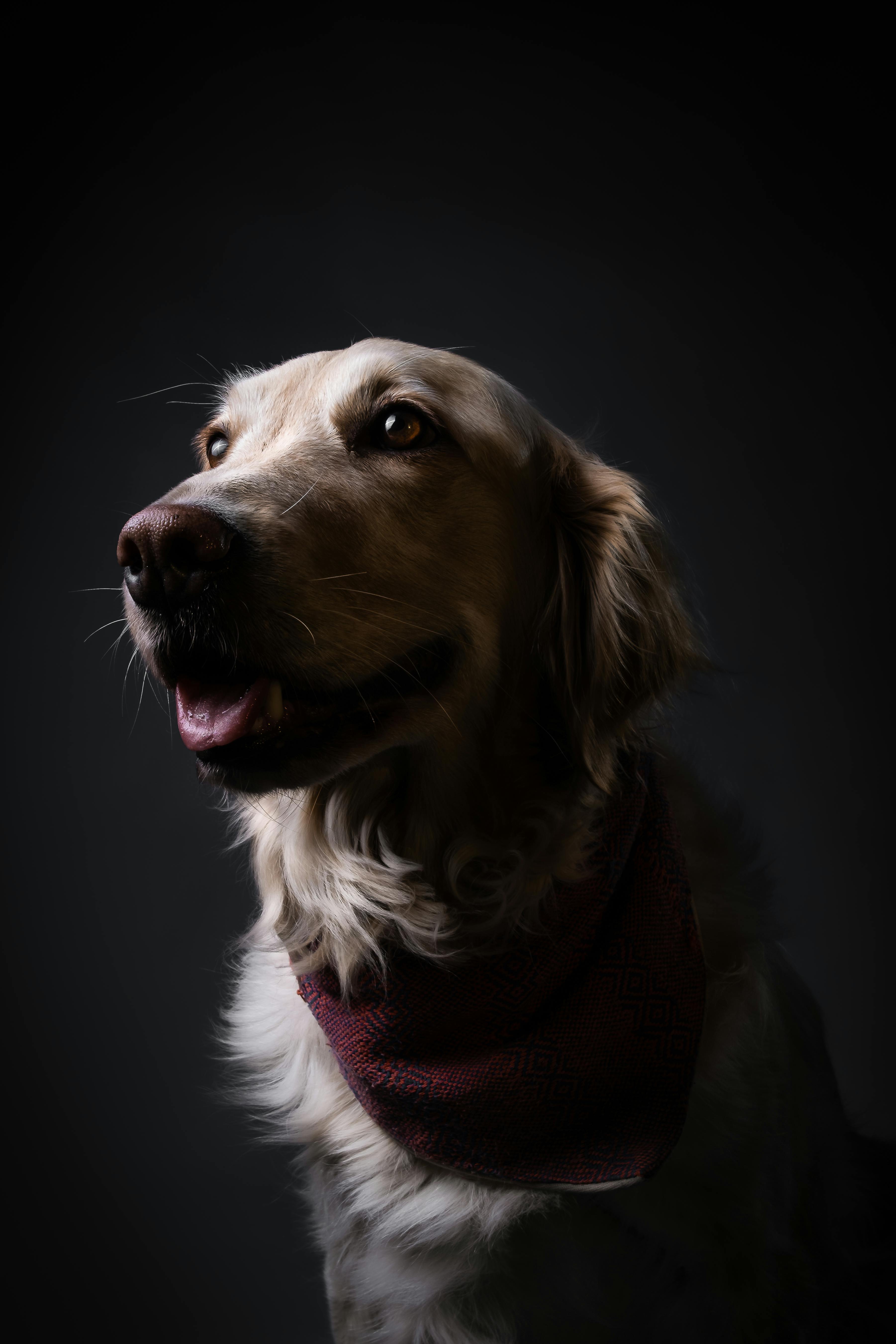 Senior dog portrait — Honoring Their Legacy