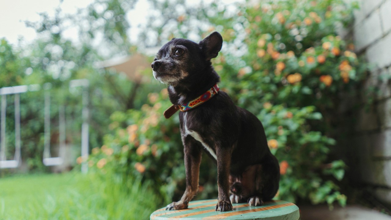 Senior Chihuahua standing — non-slip dog socks guide