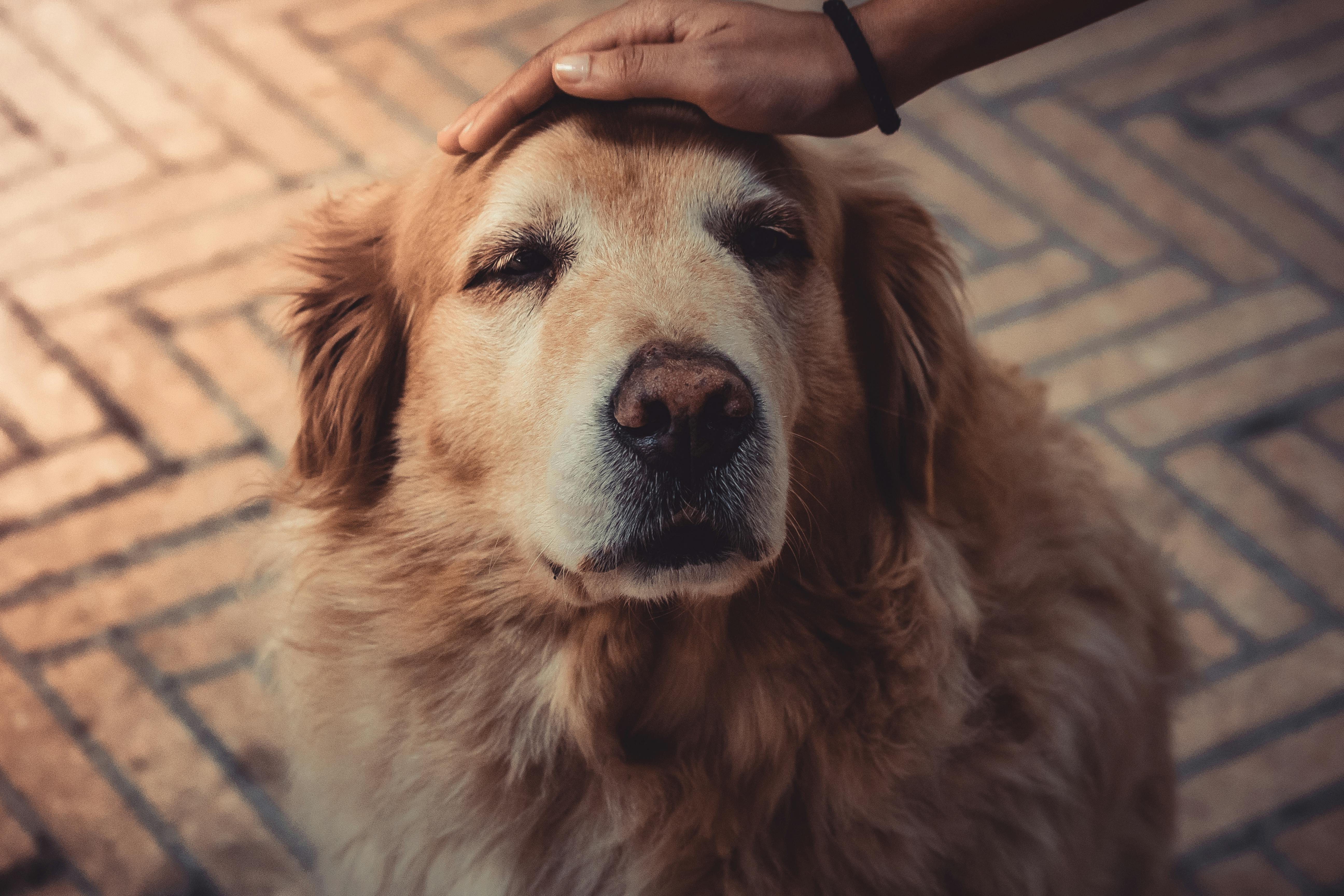 Senior Golden Retriever being petted — Turkey Tail mushroom review