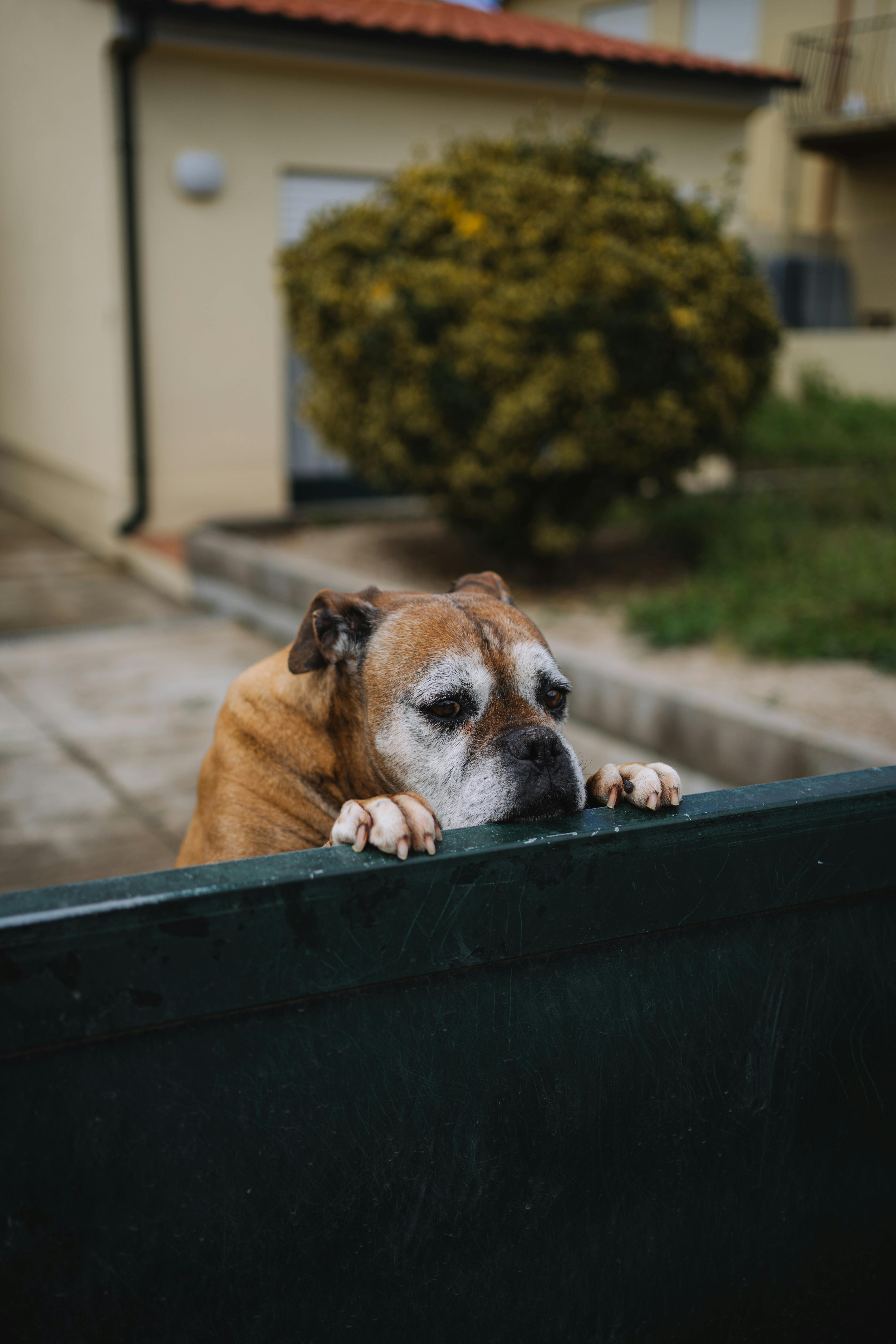 Adjustable Dog Ramp Review