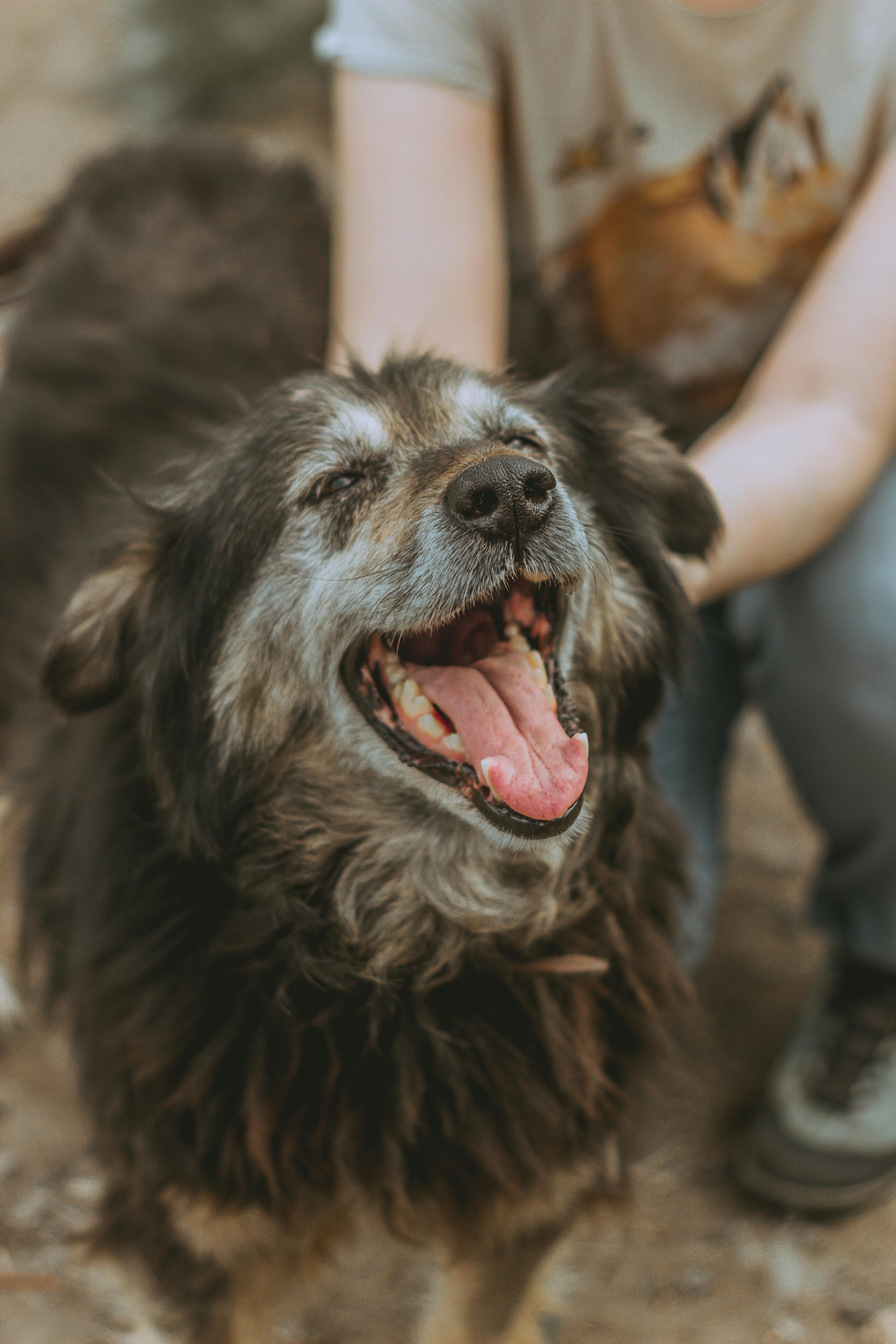 Best Support Harness for Senior Dogs