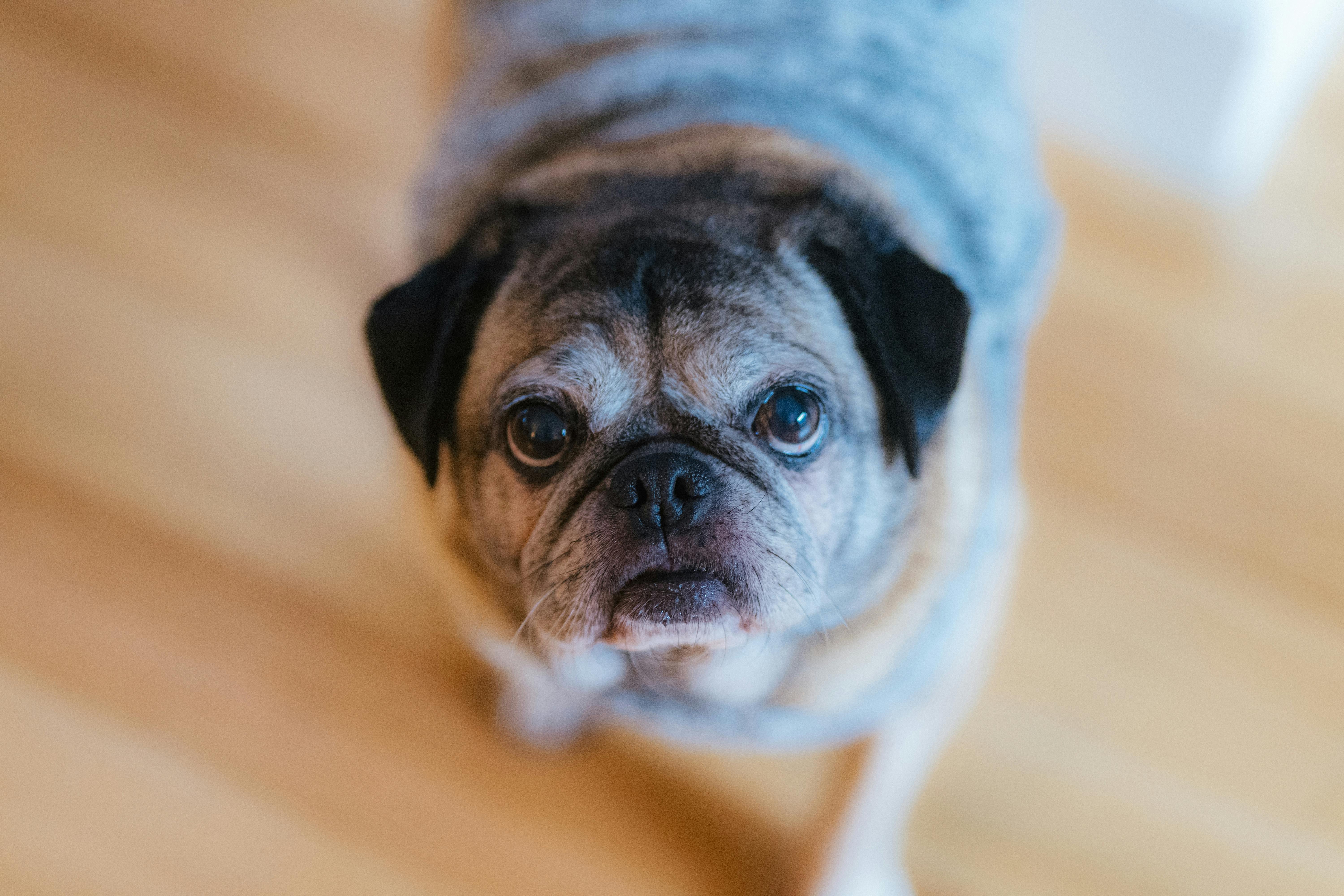 Best Dog Ramps for Senior Dogs
