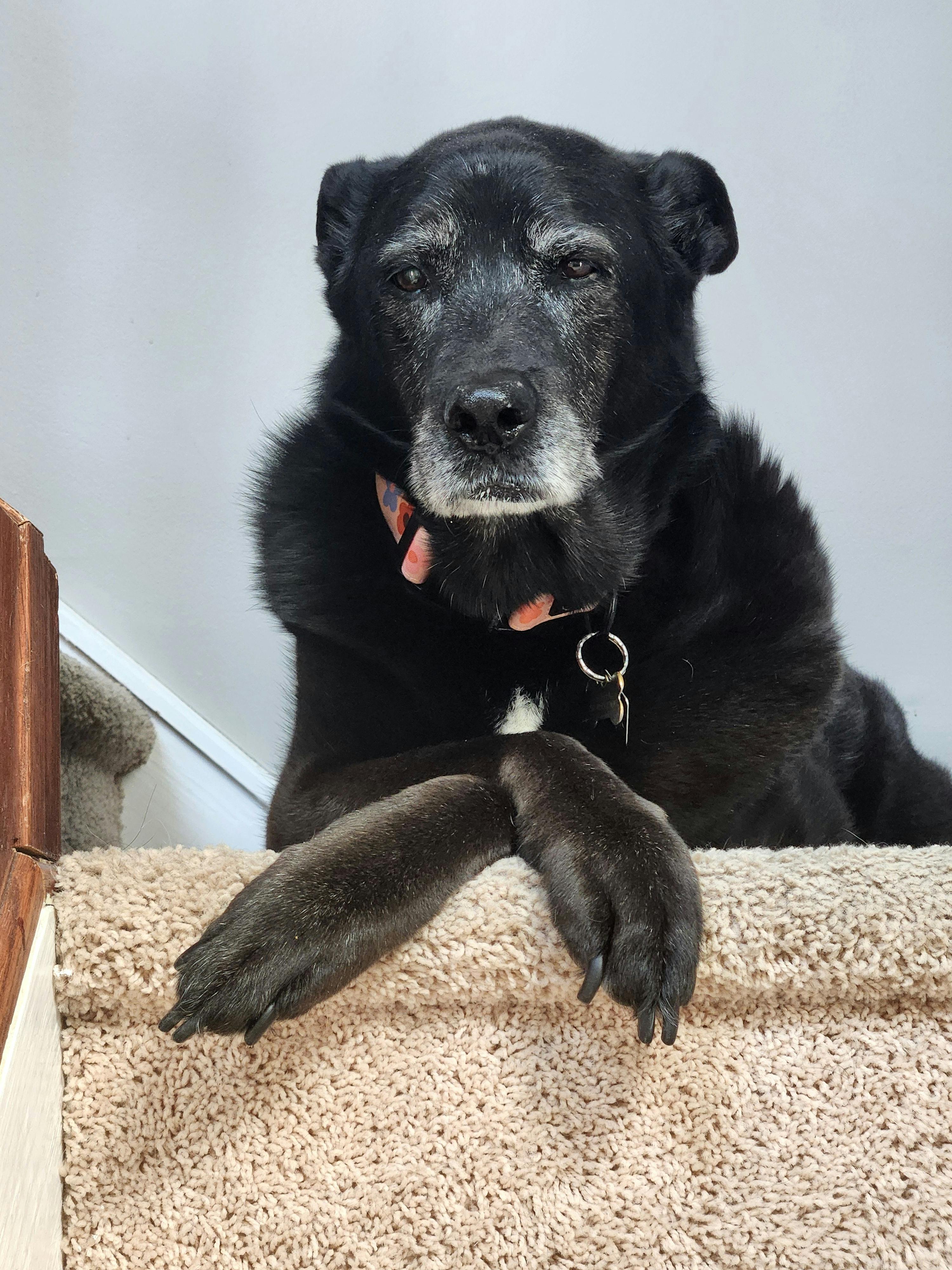Best Non-Slip Solutions for Senior Dogs