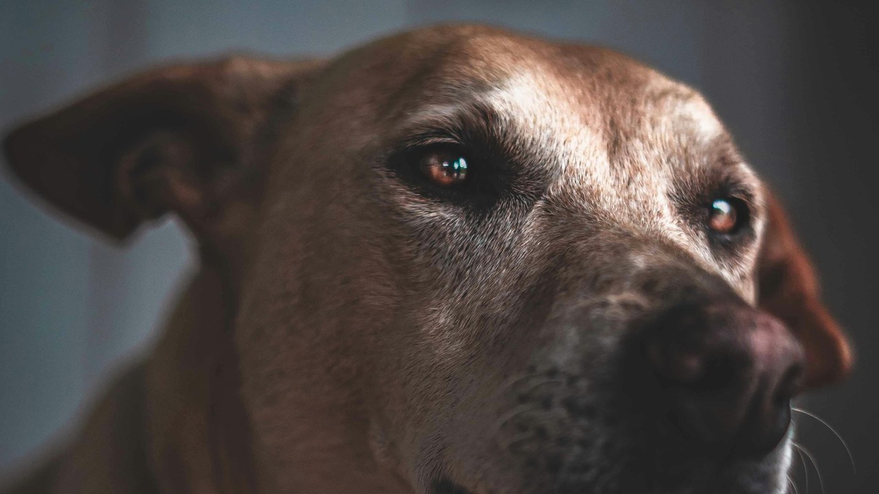 Senior dog with thoughtful eyes — Lion's Mane cognitive review