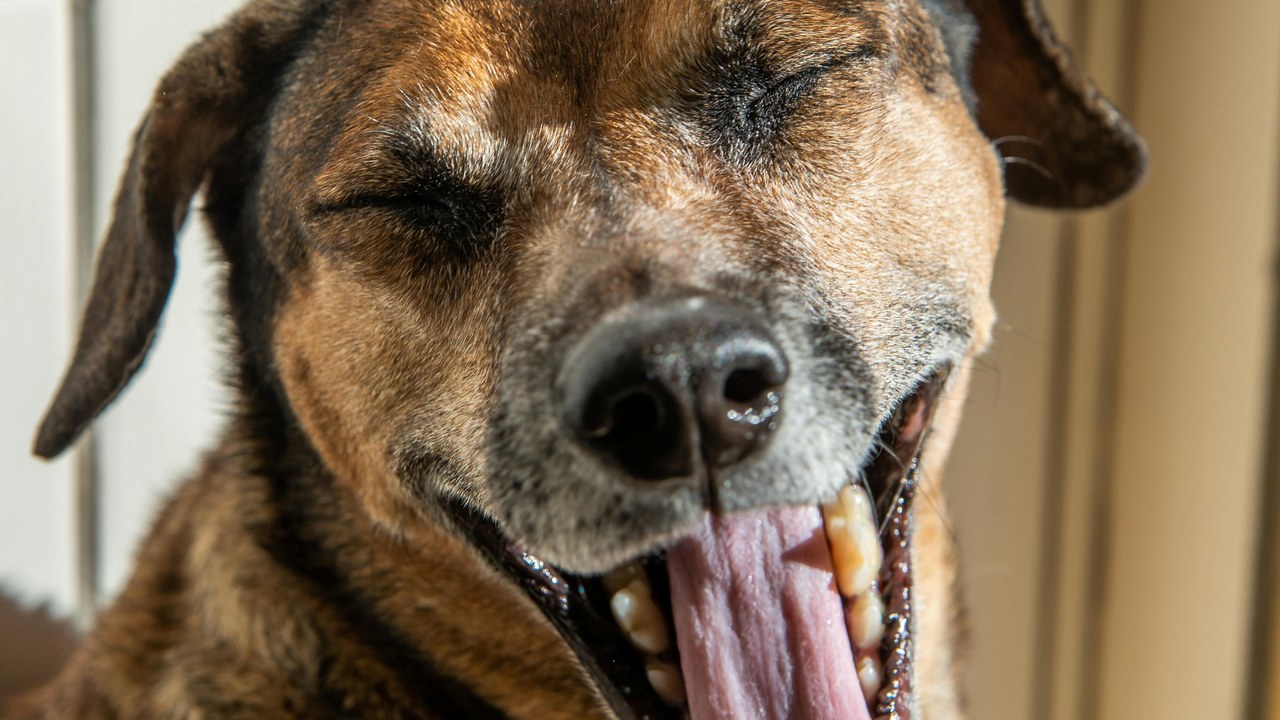 Senior dog yawning showing teeth — Dental Care