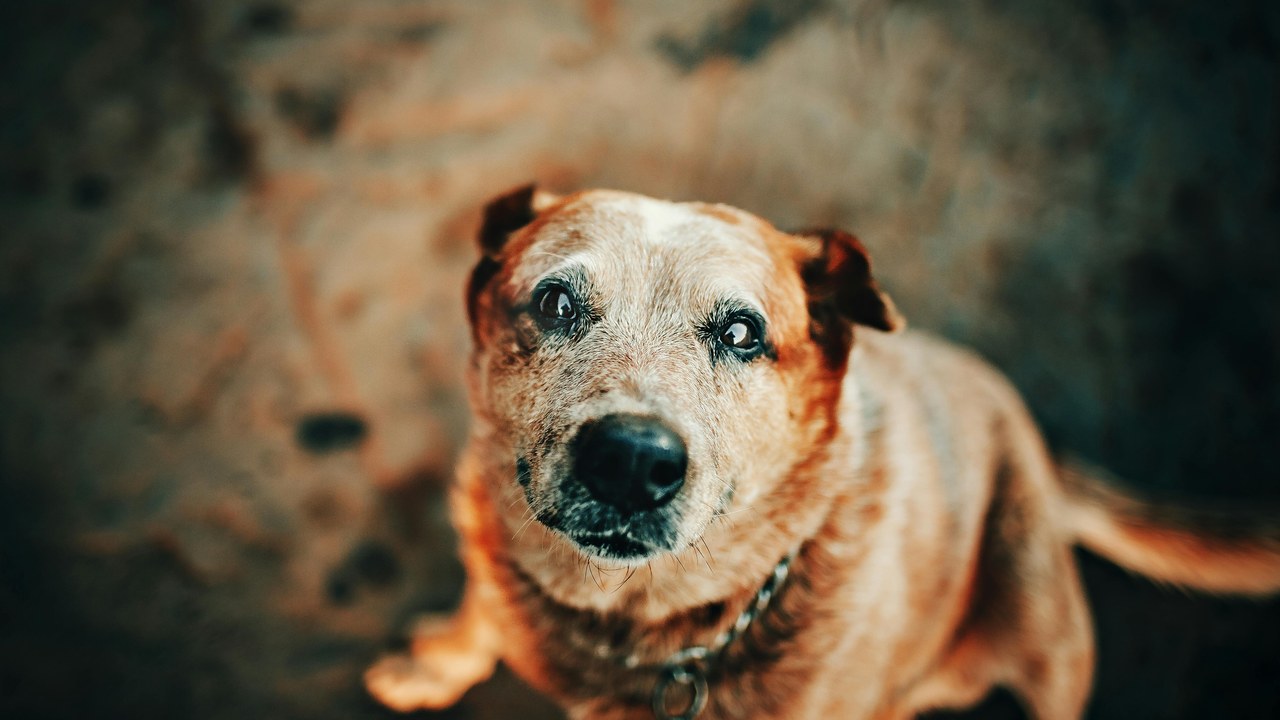 Senior dog grooming guide