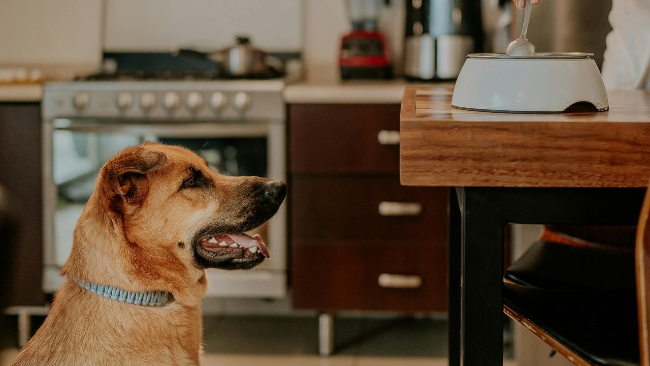 Senior dog waiting for meal in kitchen