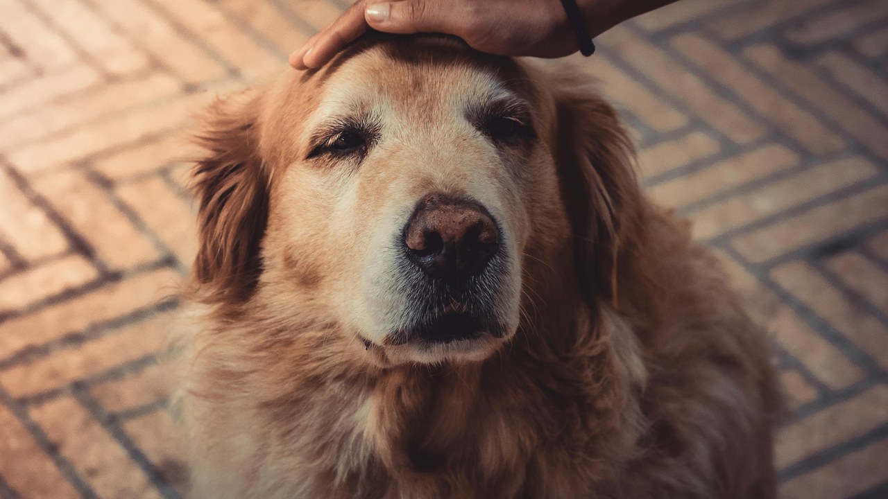 Senior Golden Retriever being petted — Turkey Tail mushroom review