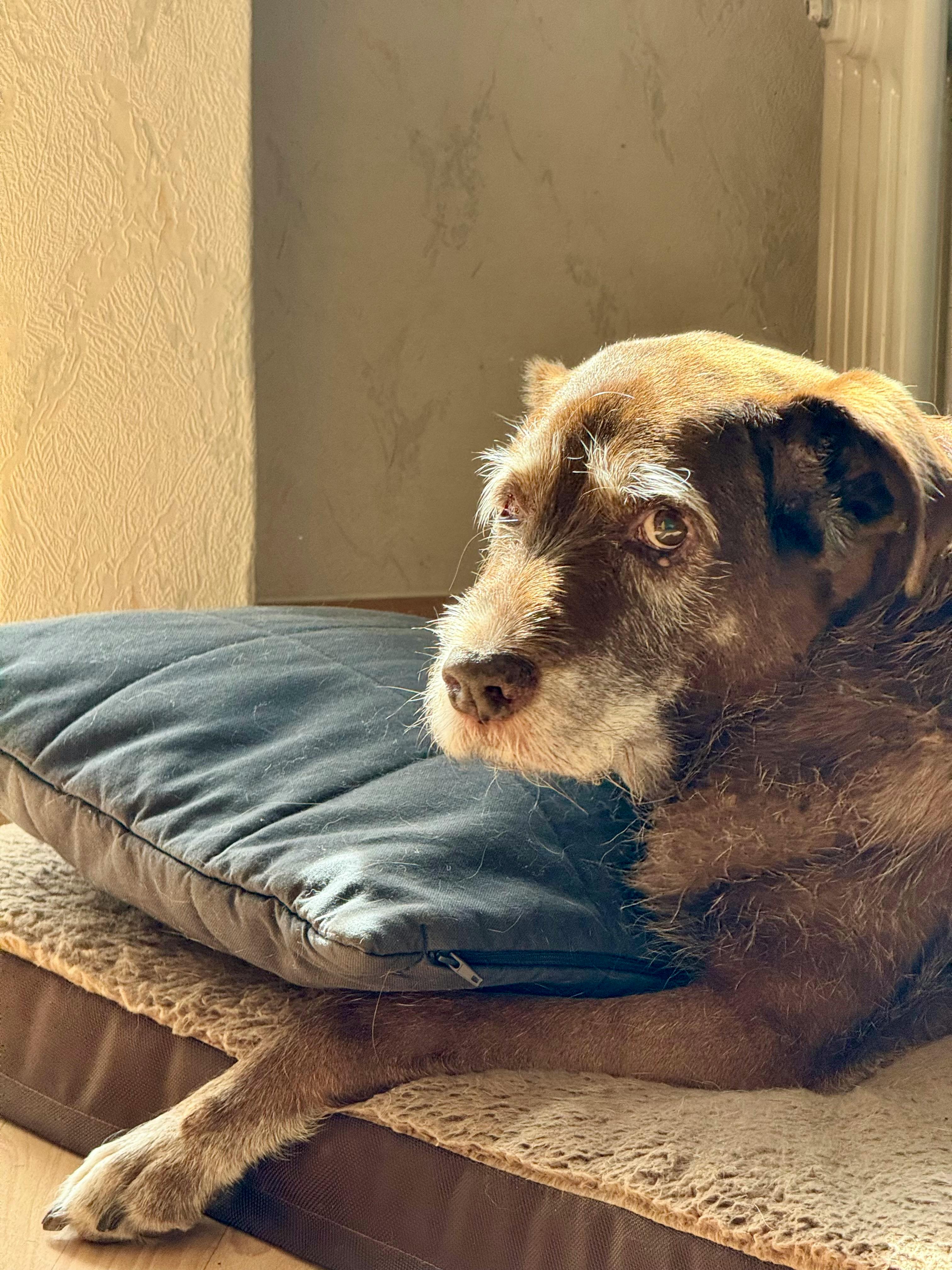 Senior dog resting peacefully on a soft bed in warm sunlight