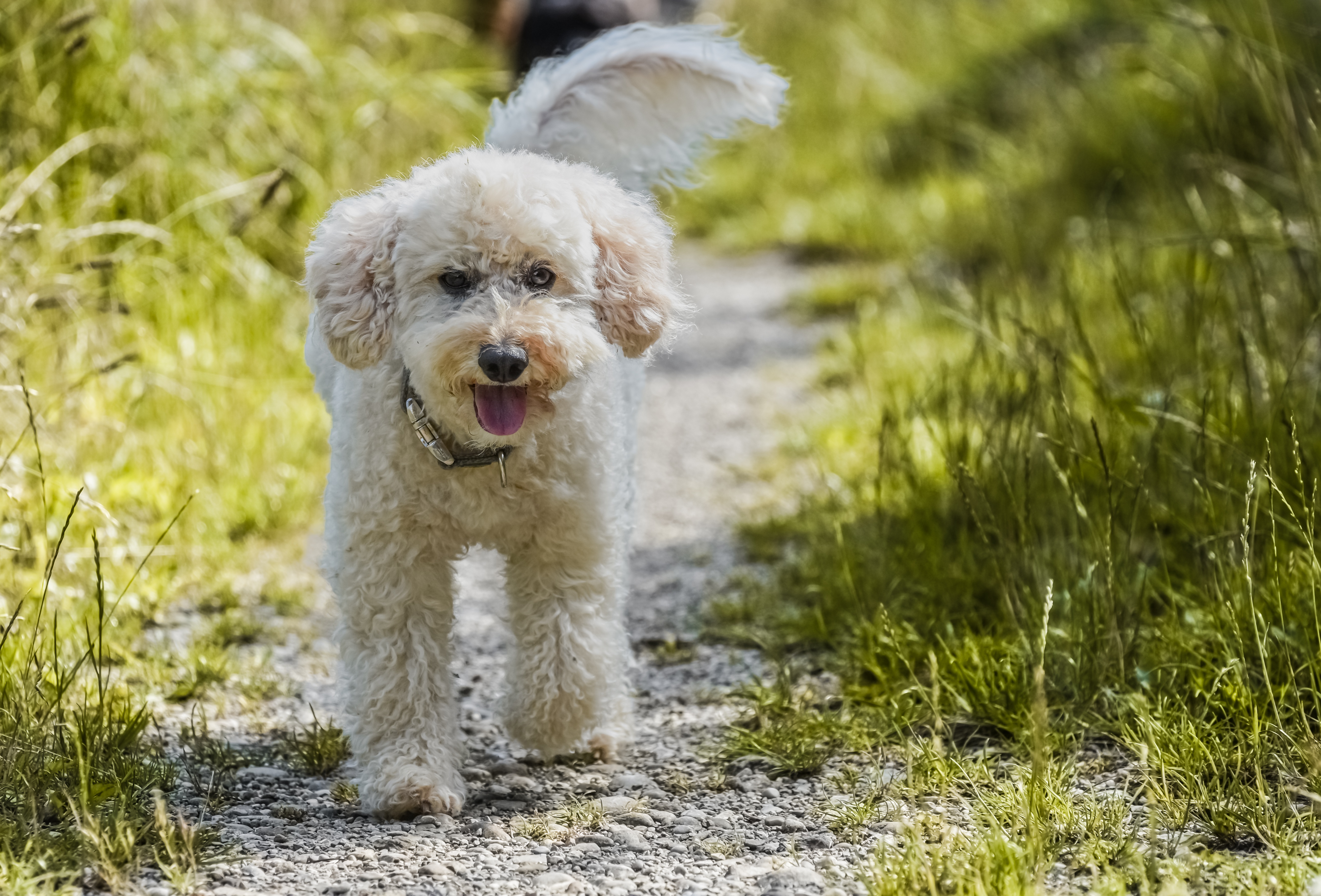 Senior Poodle — Senior Pet Legacy