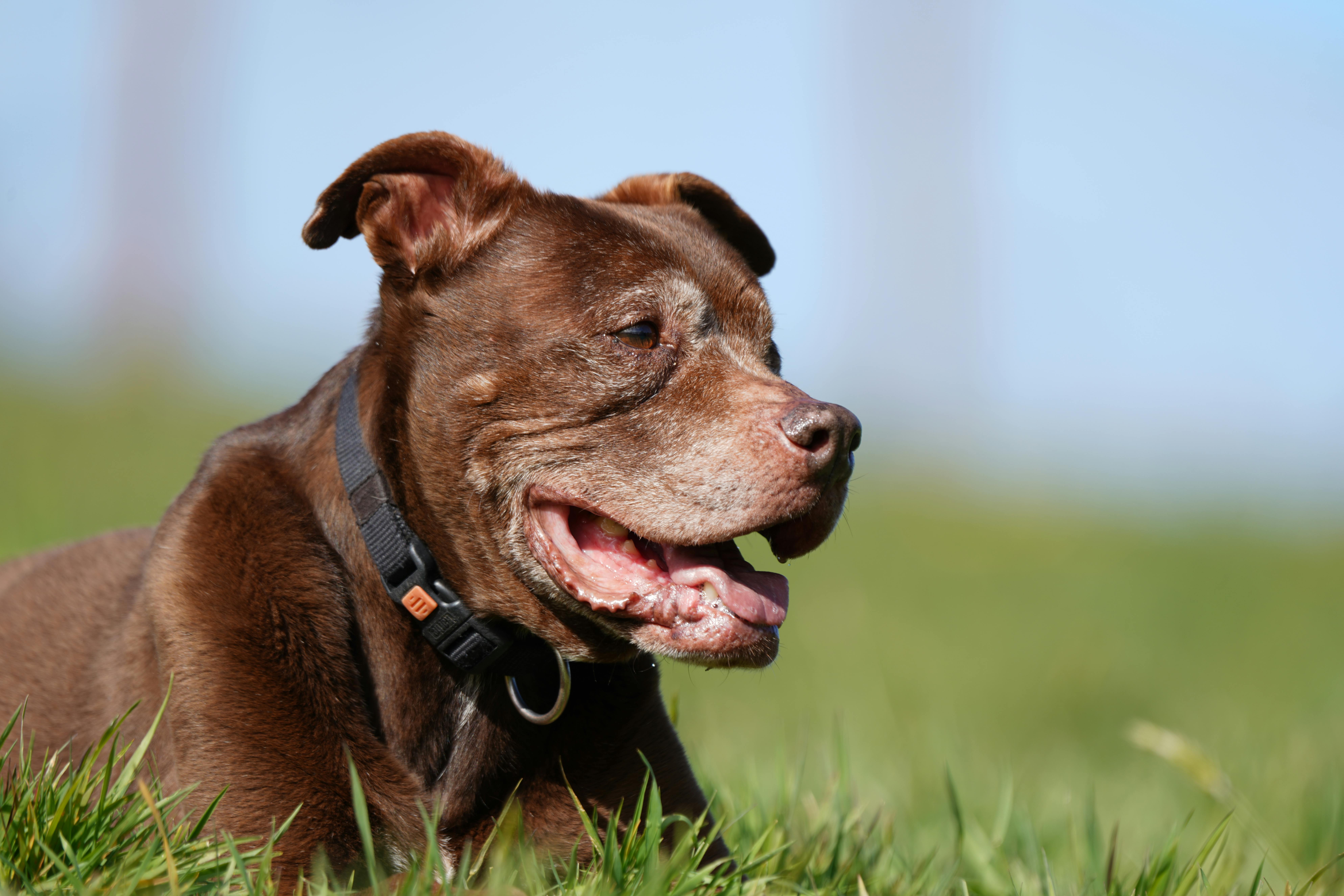 Senior Staffy outdoors — best dental care products review
