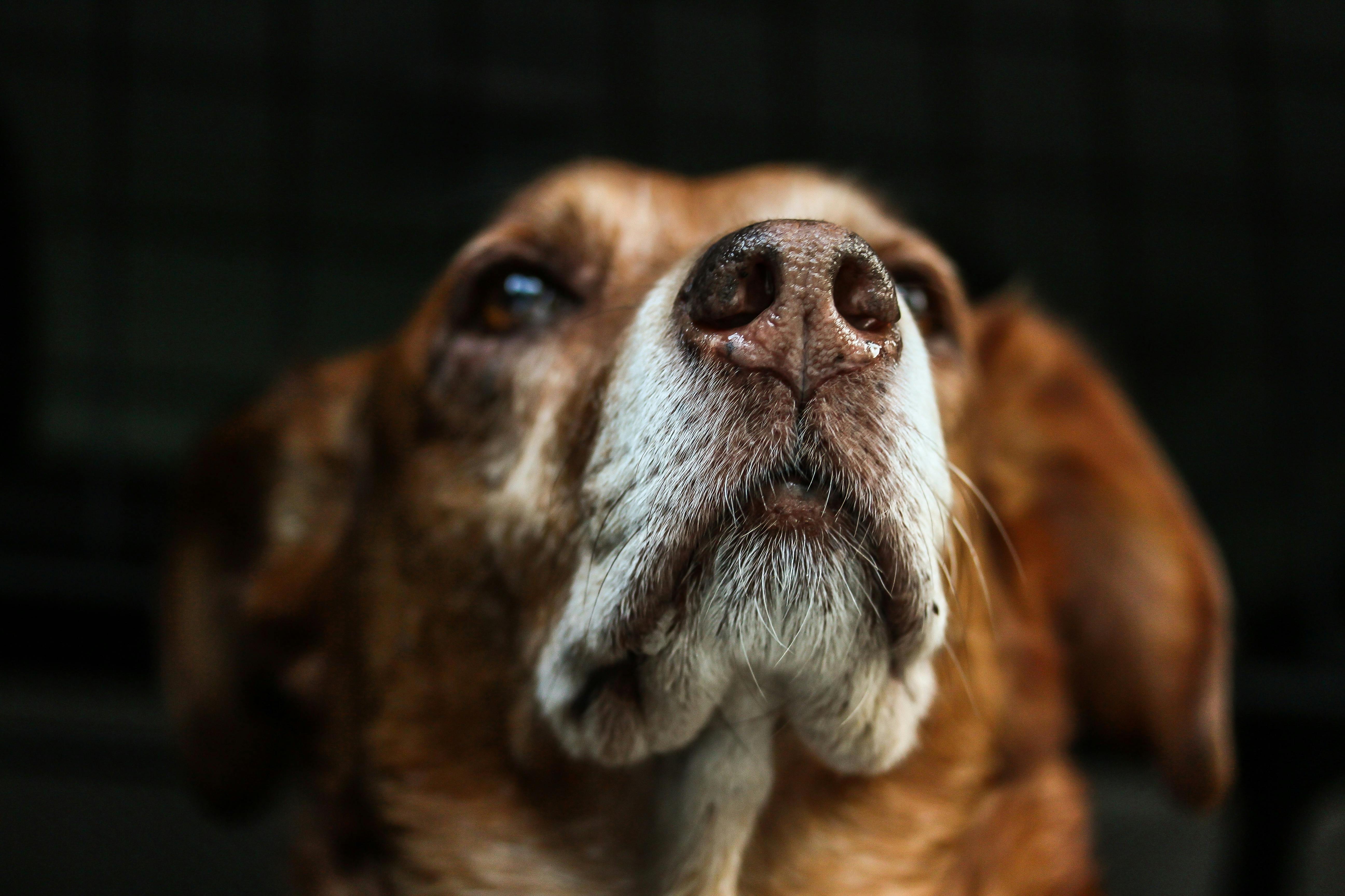Close-up senior dog nose — best grooming kit review