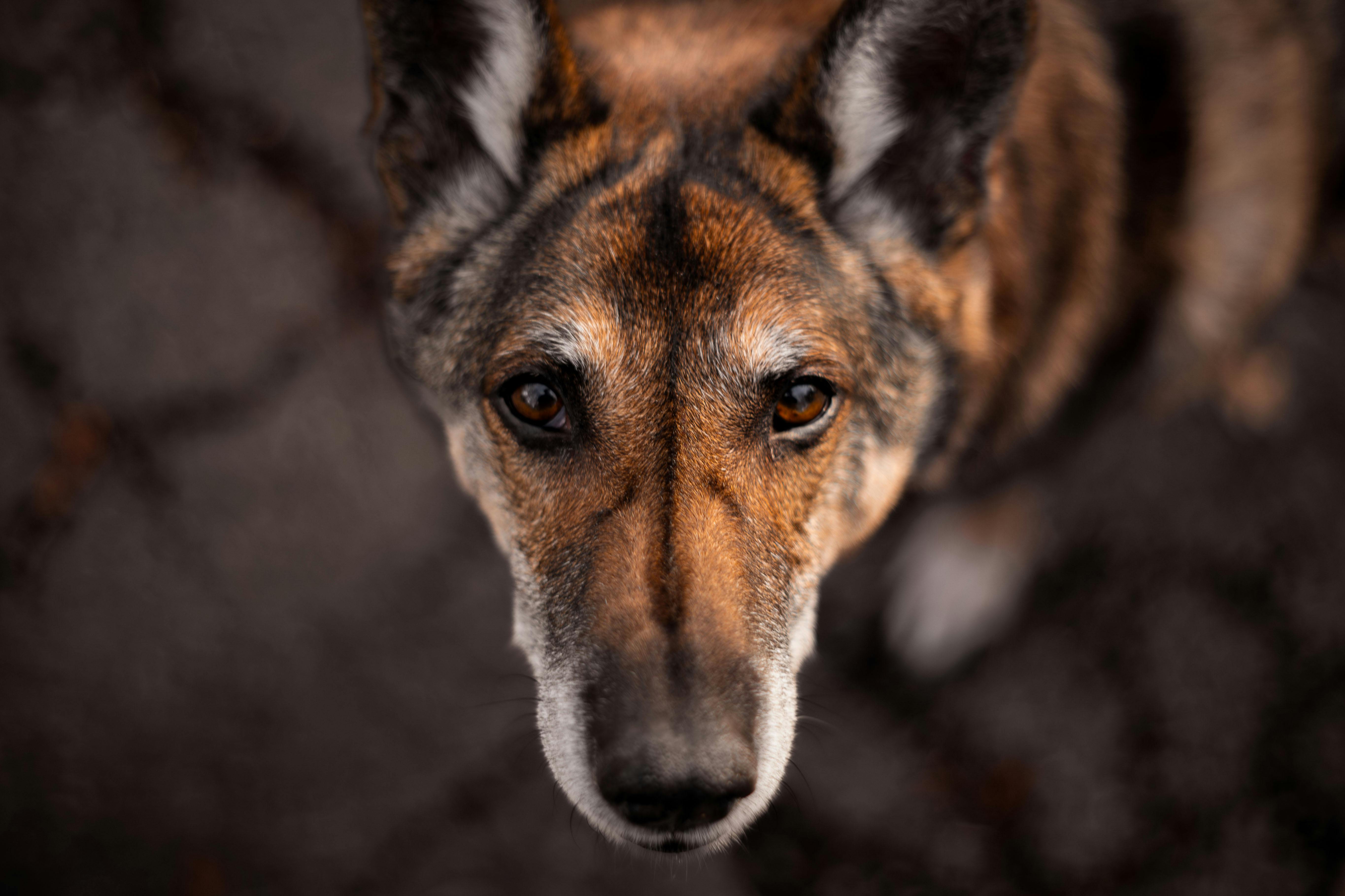 Senior shepherd mix soulful eyes — best multivitamin for senior dogs