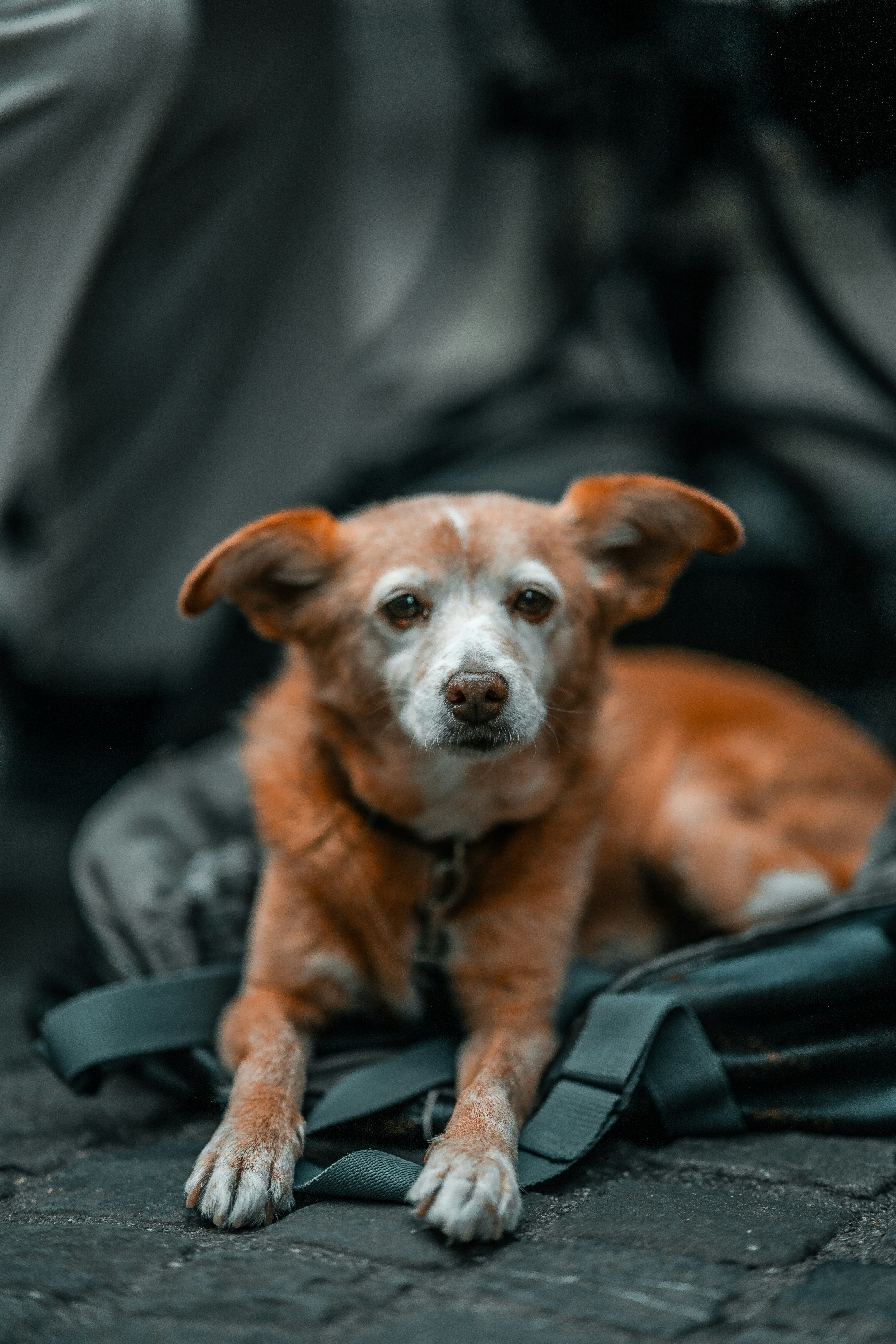 Small senior brown dog lying on a leash on urban ground, getting settled