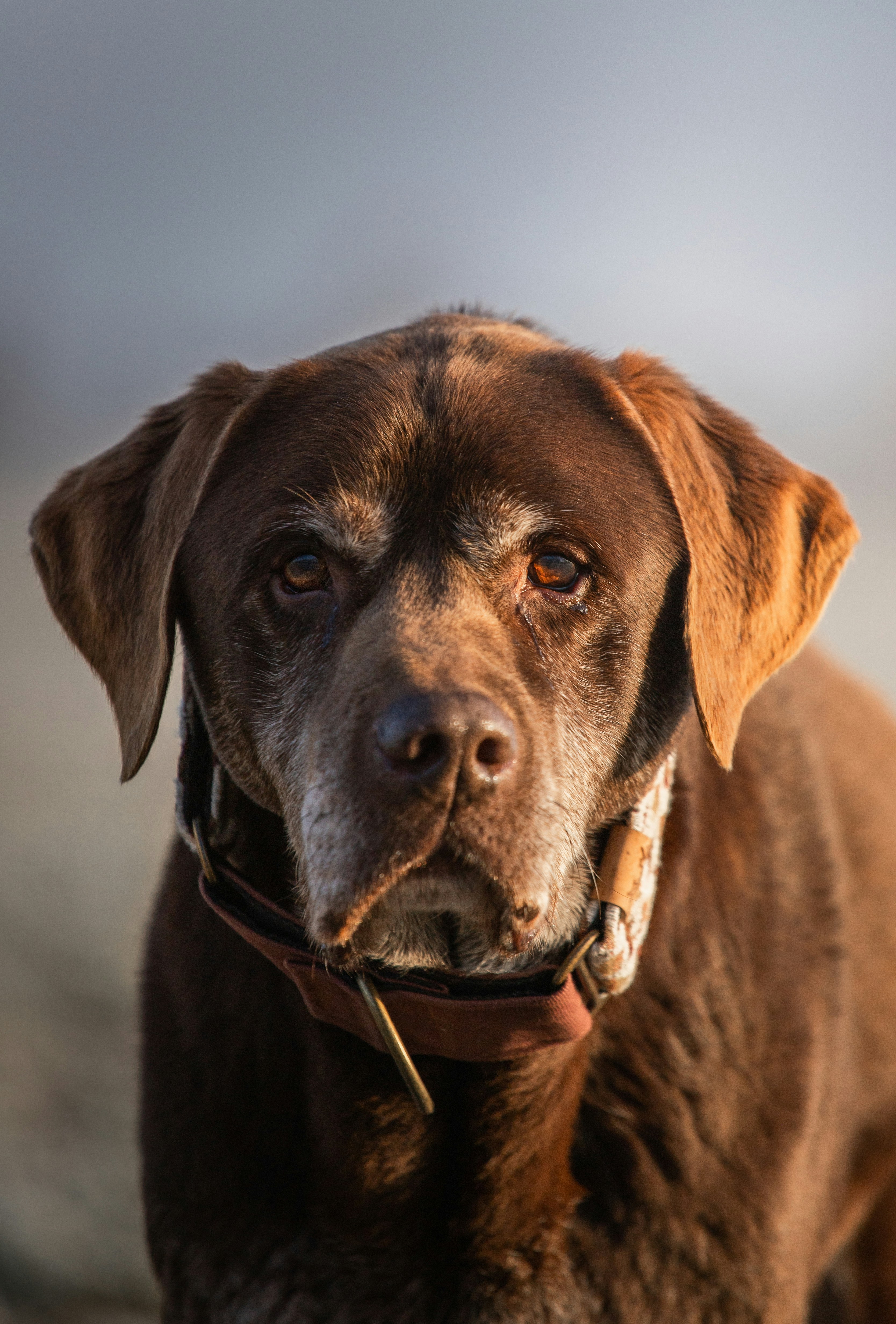 Senior chocolate Labrador with wise eyes and graying muzzle, serious direct gaze