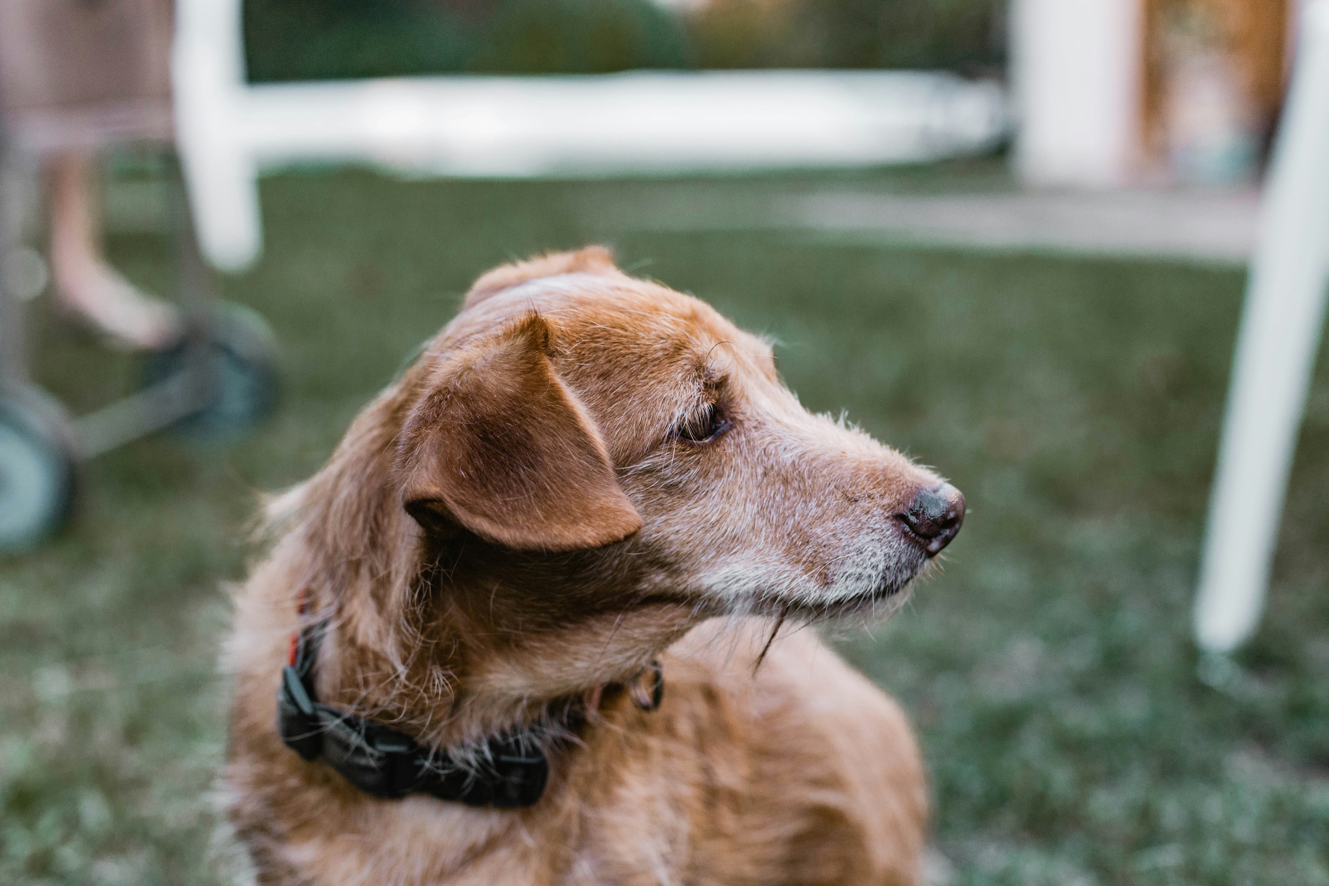Senior golden dog sitting on green grass outdoors, alert and calm