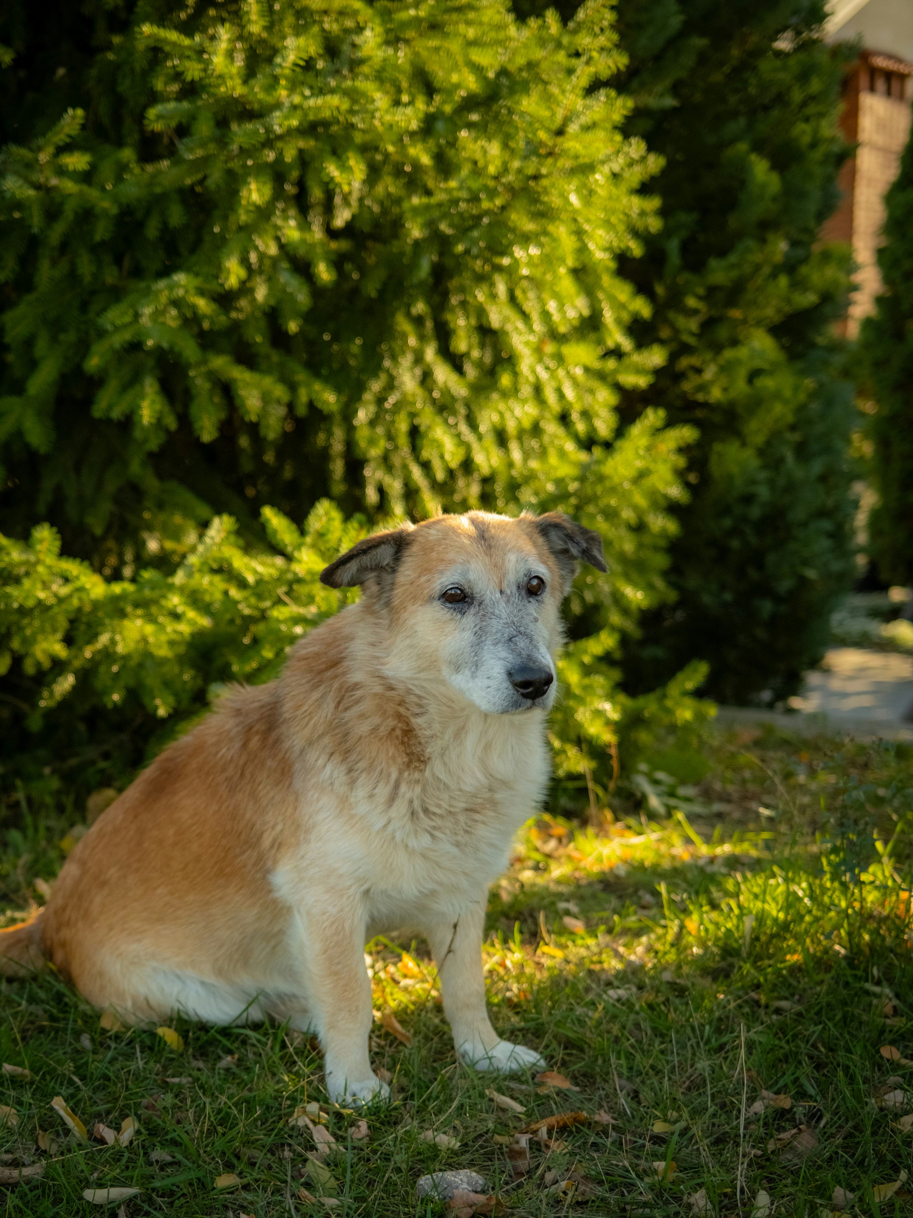 Senior fluffy dog sitting in a sunny garden among green bushes, alert and engaged