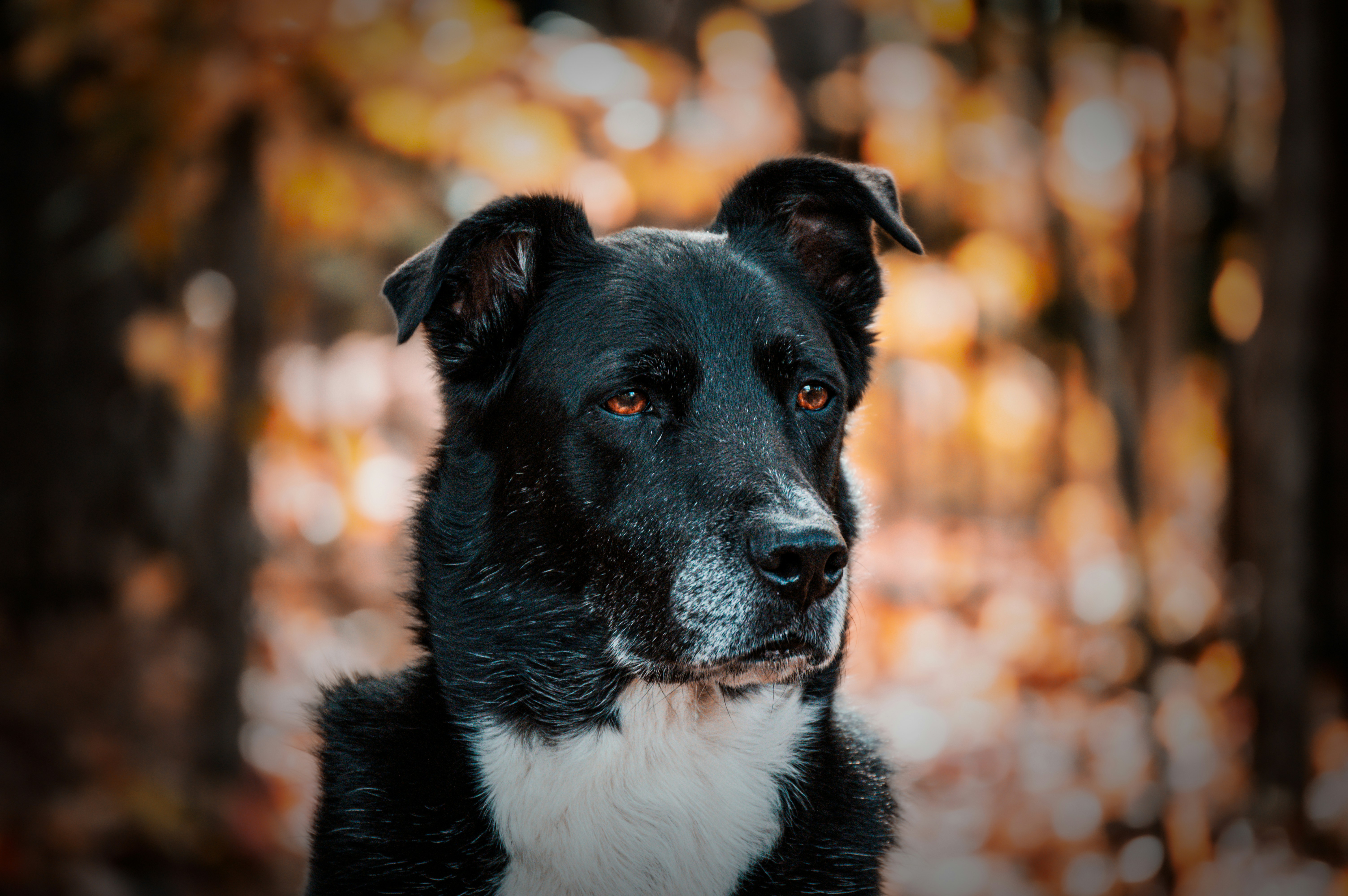 Black and white senior dog with alert expression against autumn bokeh background