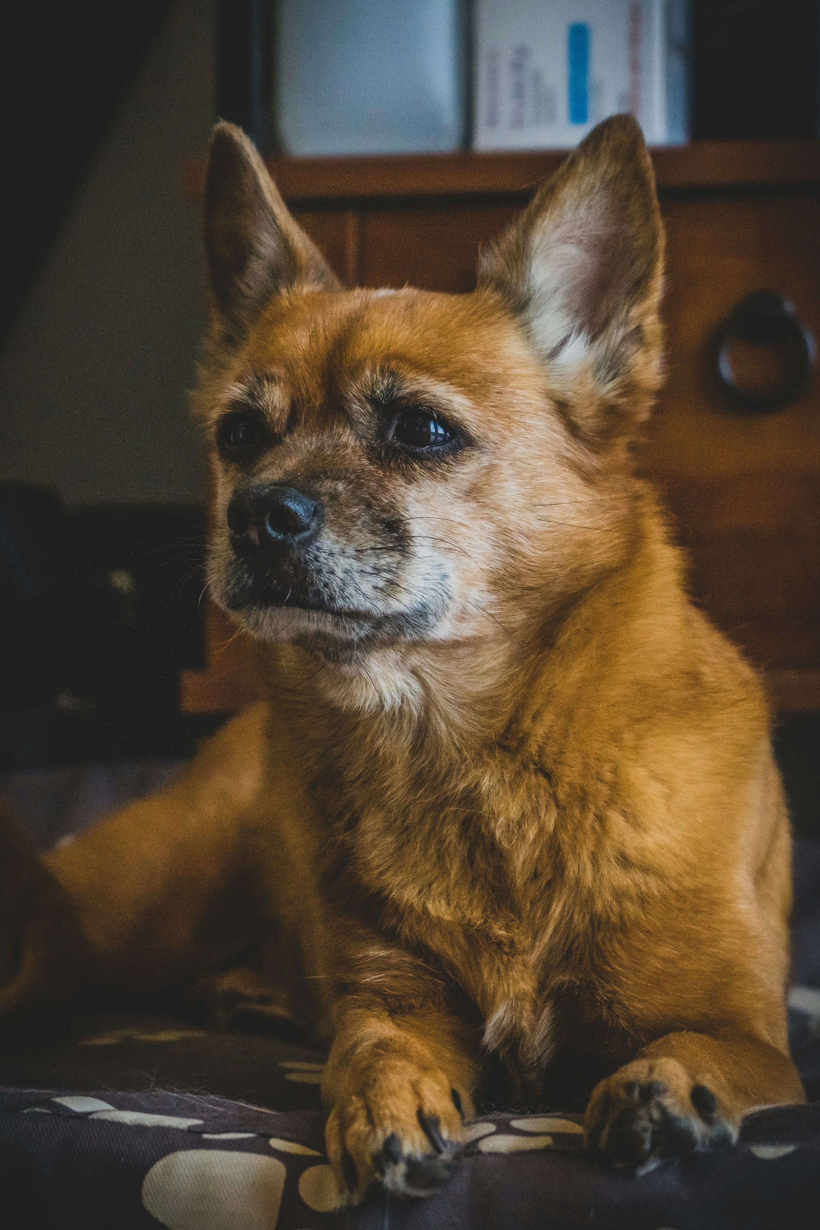 Senior Chihuahua mix with alert ears and warm eyes resting on a couch