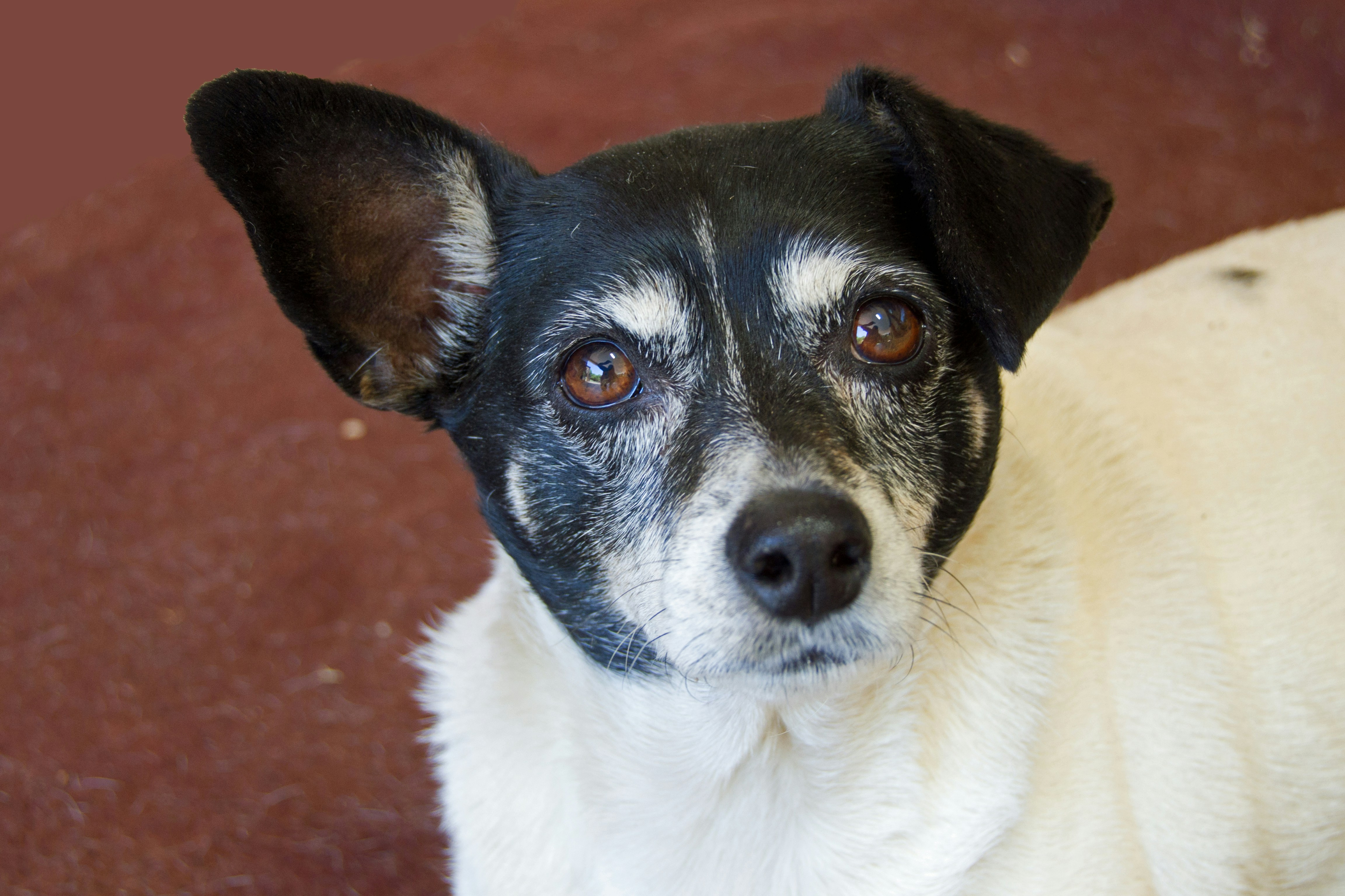 Small senior dog resting peacefully, looking up with calm and trusting expression