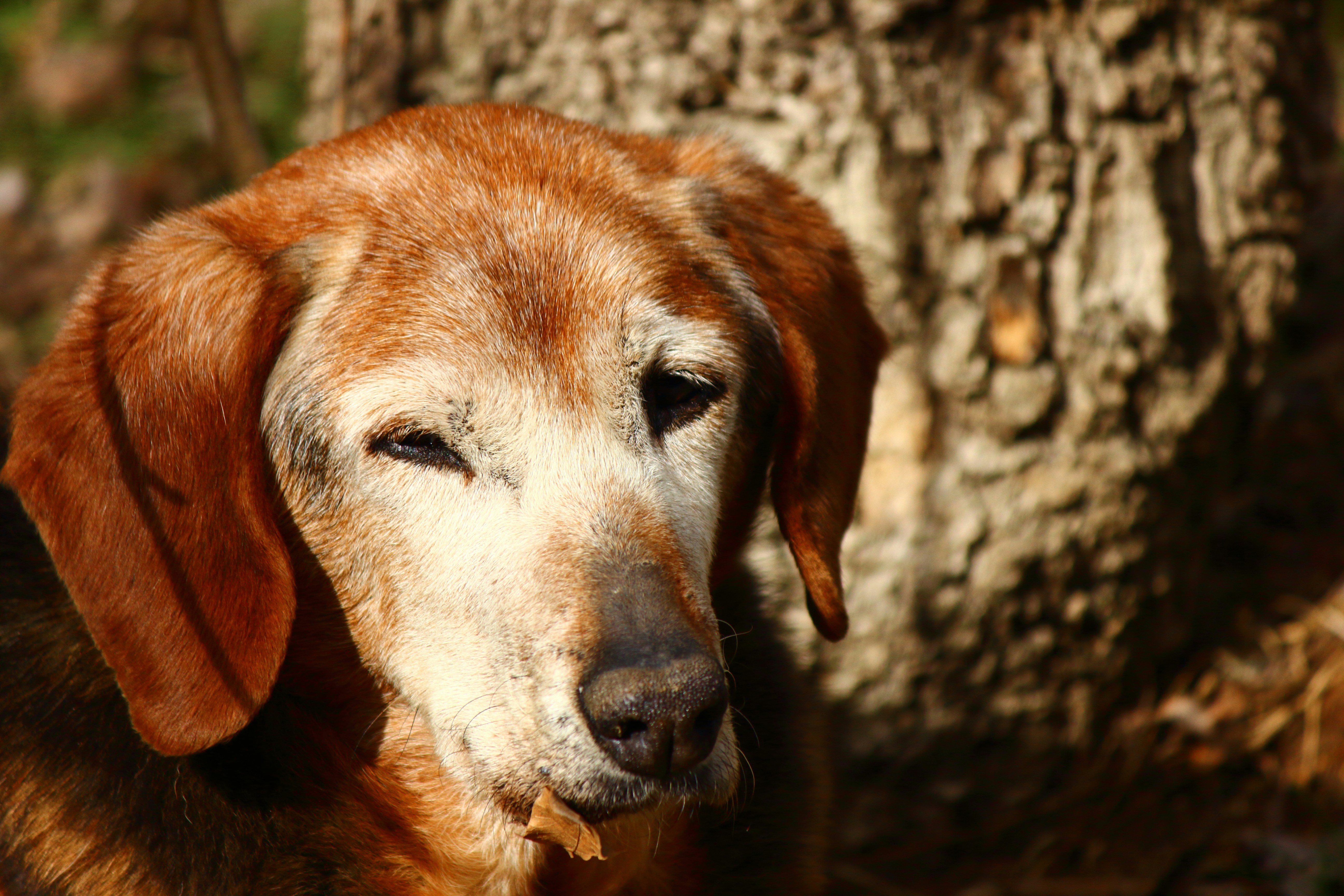 Senior golden dog resting against a tree with eyes half-closed in the warm sunlight