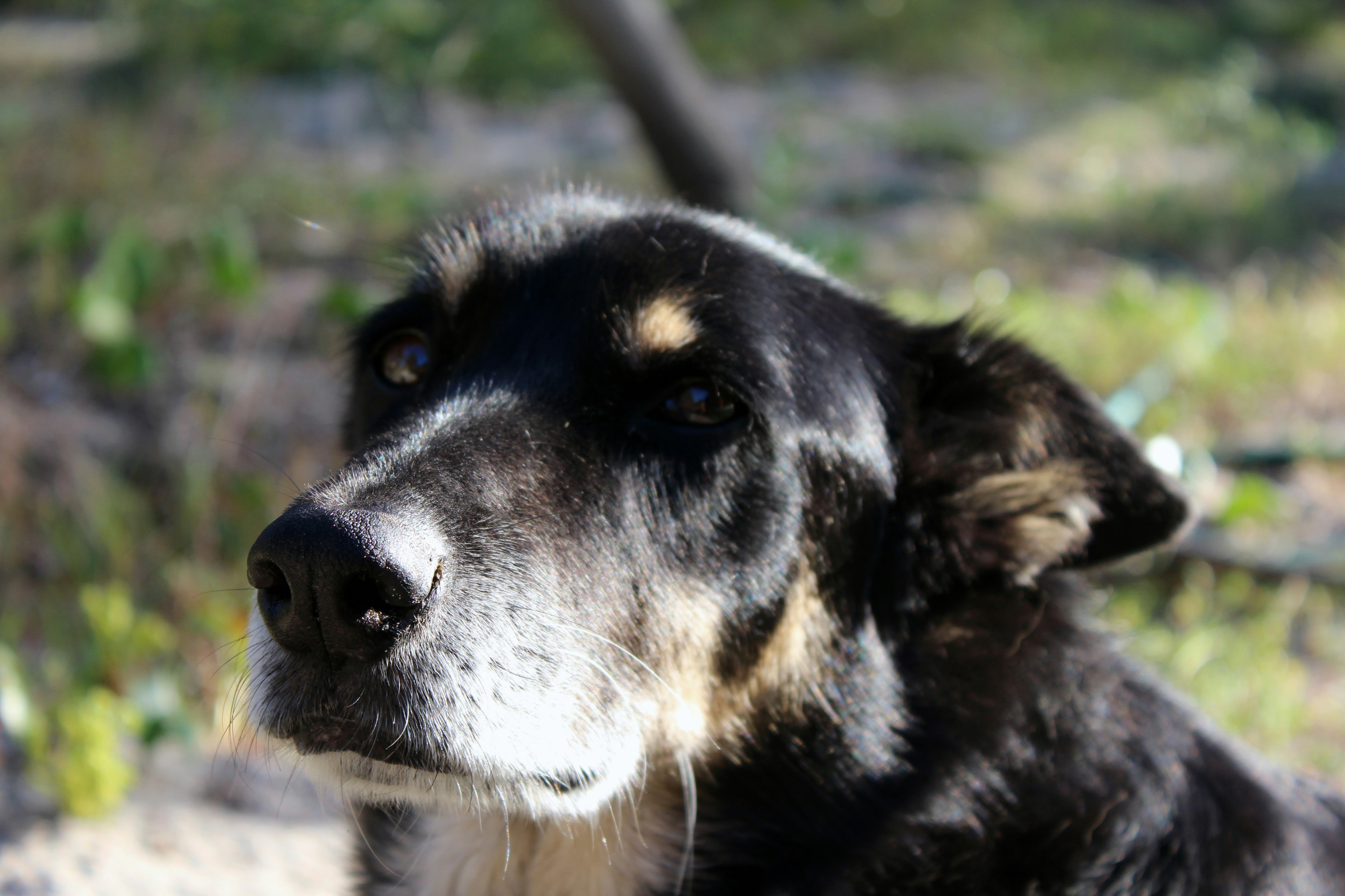 Senior black dog with prominent nose and snout, outdoors in sunlight