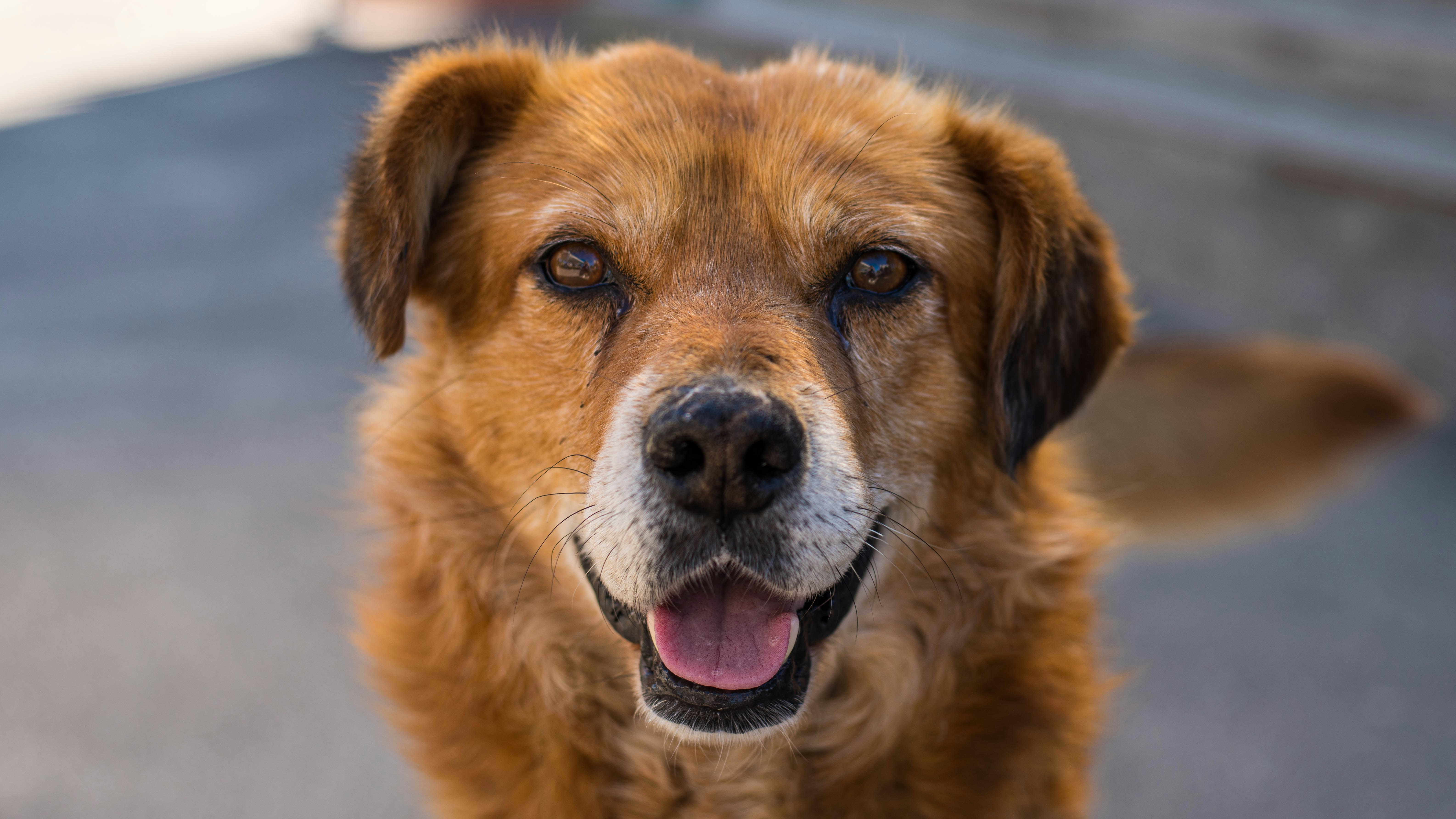 Happy senior brown dog smiling with tongue out, bright eyes, outdoor setting