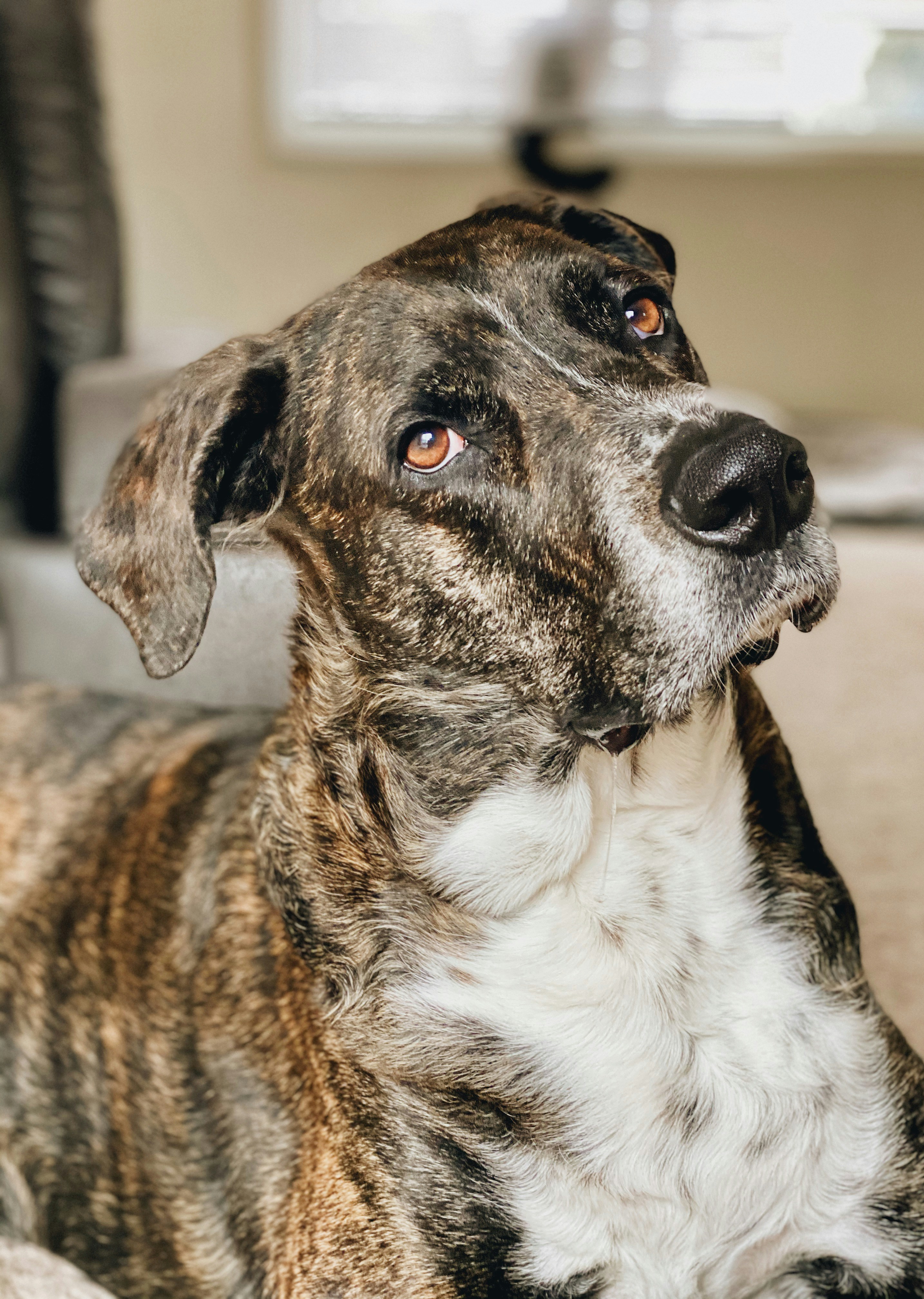 Senior brindle dog gazing upward with soulful amber eyes