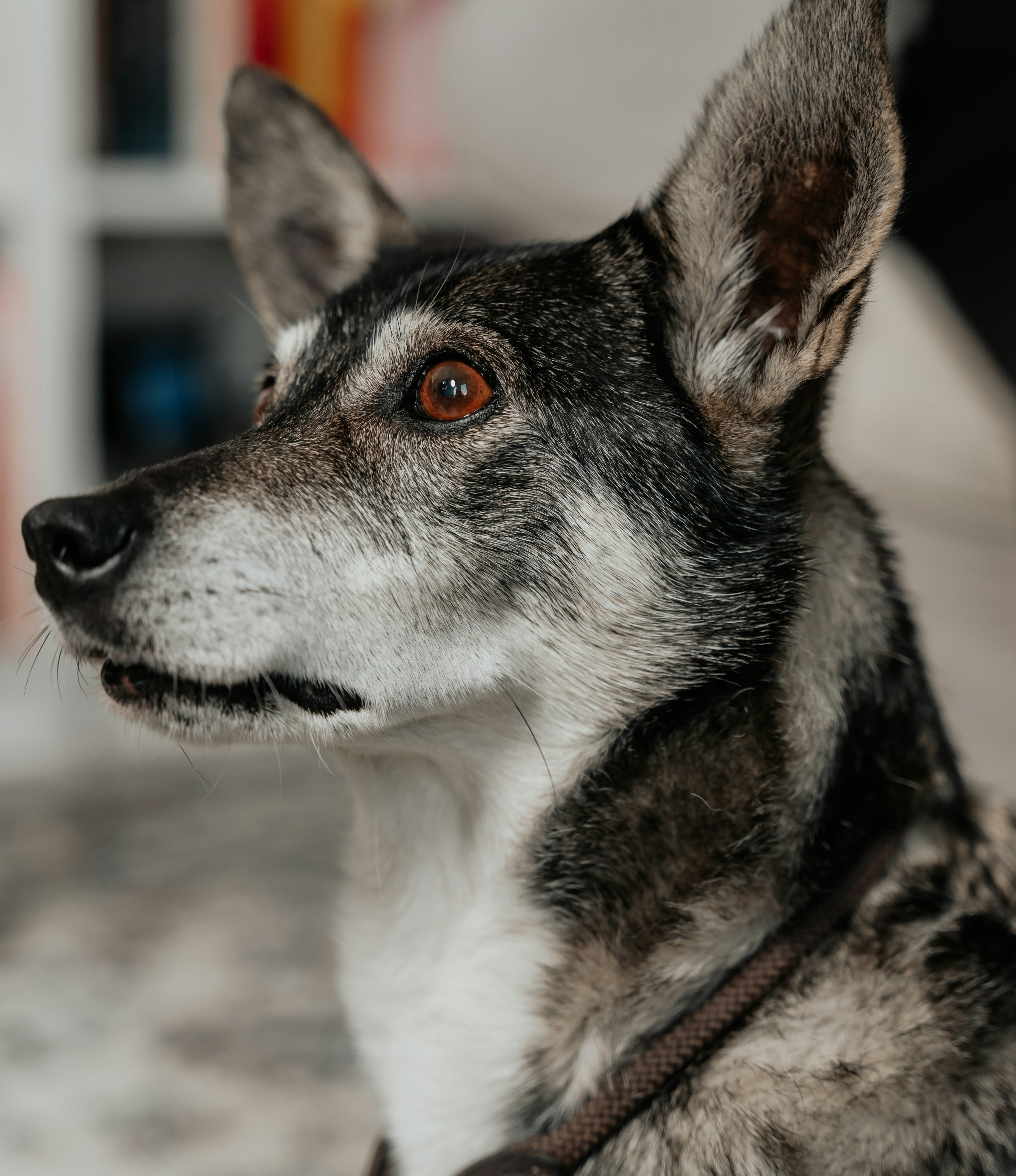 Senior dog with one ear raised alertly, gazing sideways with attentive expression
