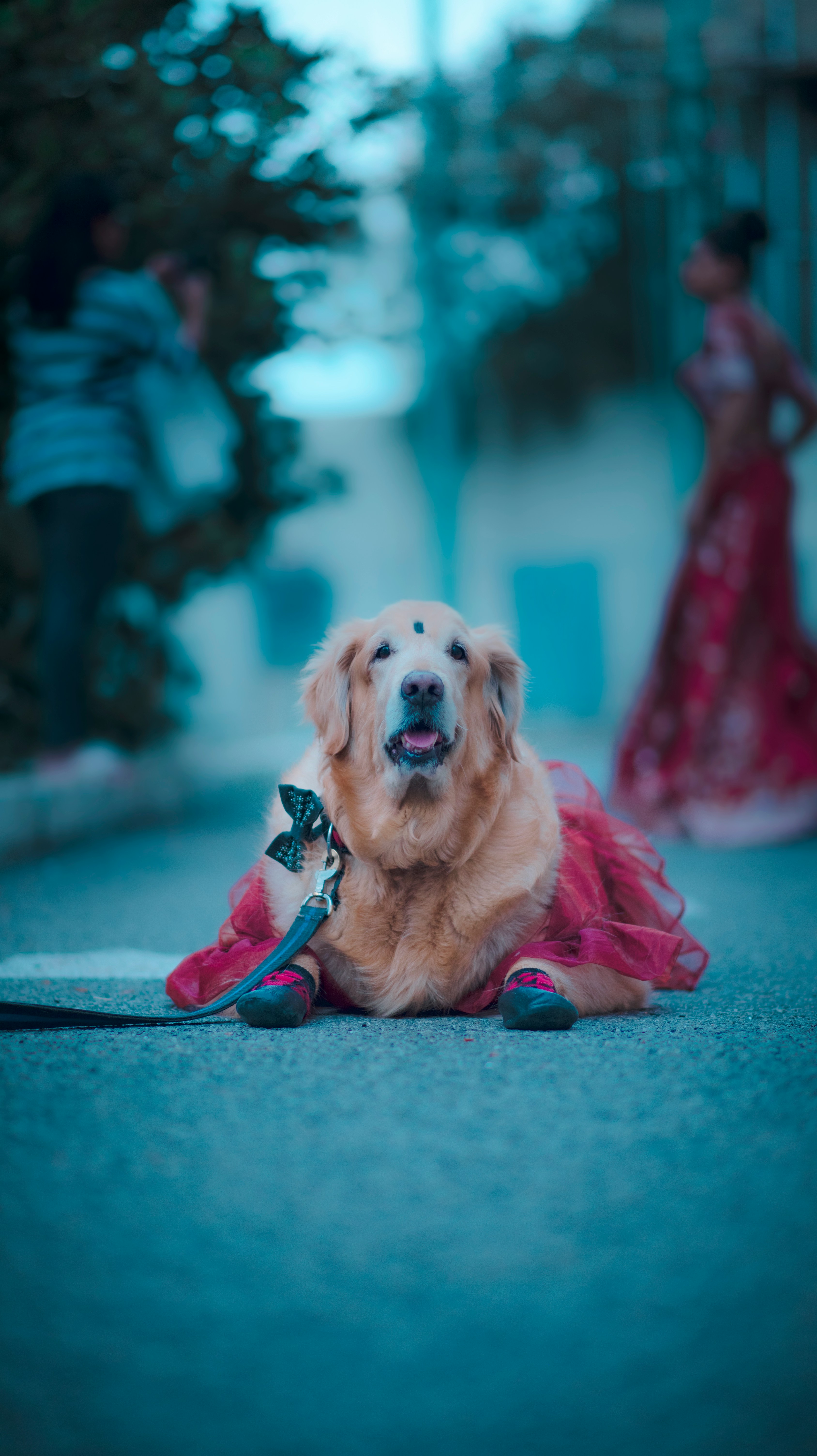 Happy golden retriever wearing a festive red outfit, lying on the ground with a joyful expression